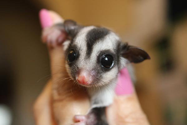 WELCOME TO THE WONDERFUL WORLD OF  SUGAR GLIDERS