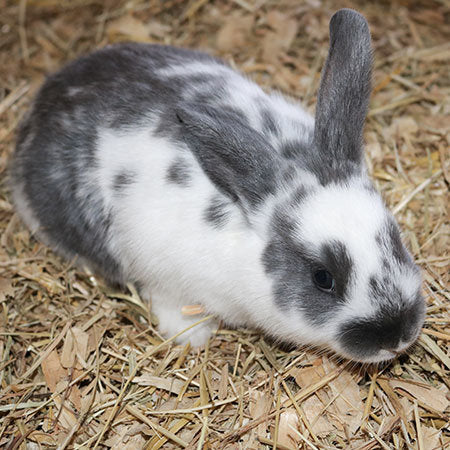 Healthy Rabbit Fur: Grooming, Diet, and Everyday Care.