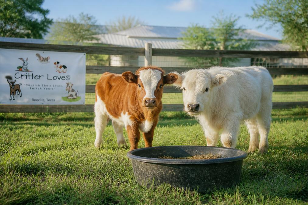 7 Best Miniature Cattle Breeds for Small Homesteads
