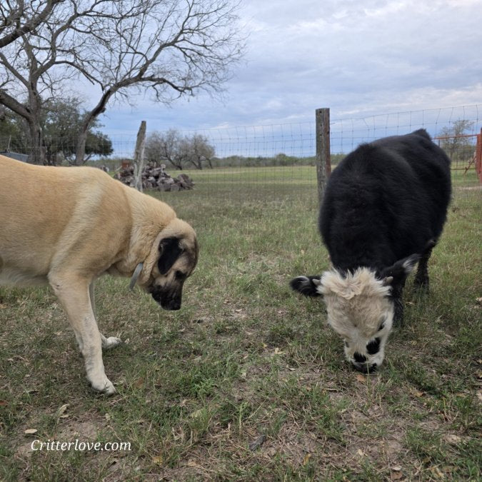 Best Fencing for Mini Cattle Breeds: A How-To Guide