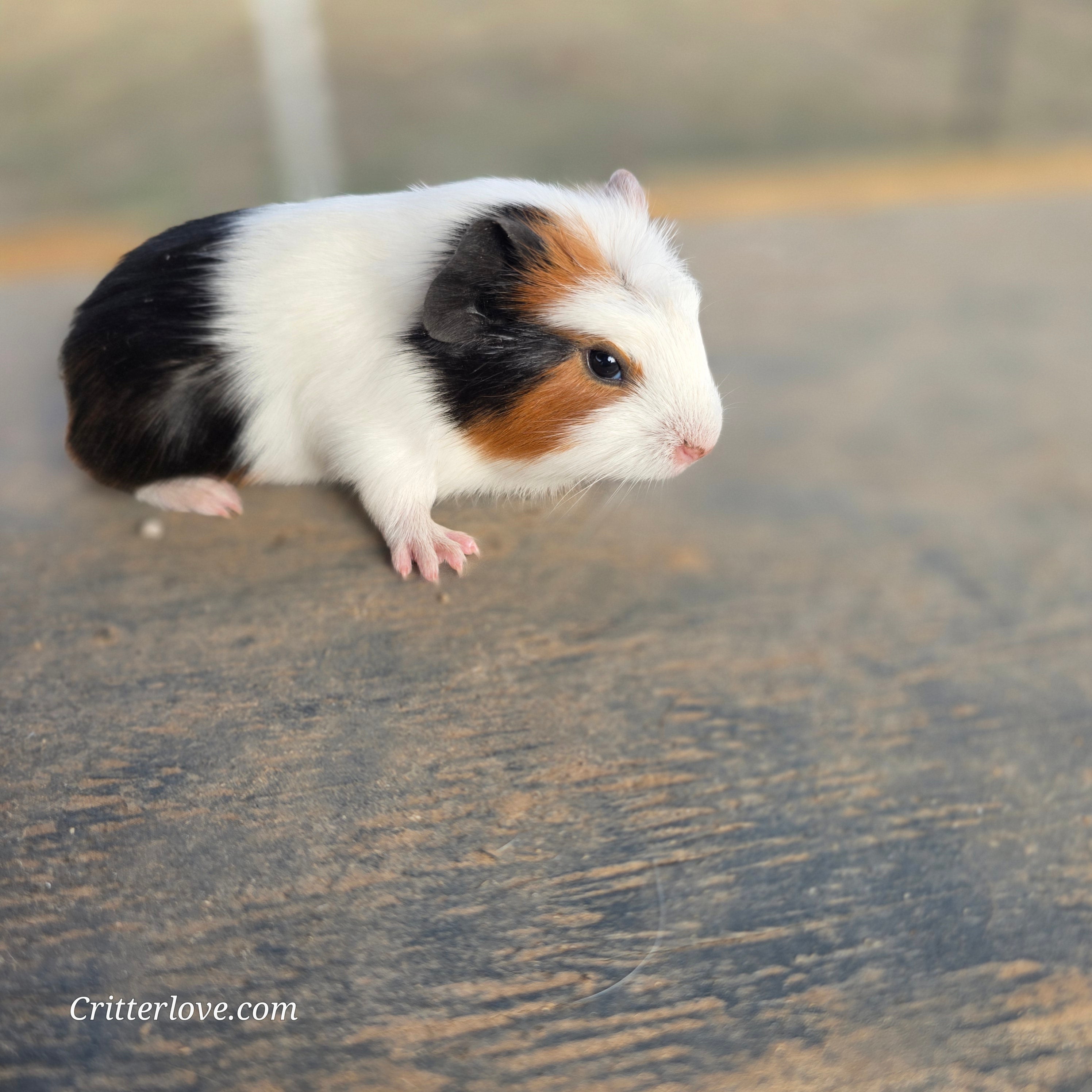American Guinea Pig Tri-Color Male