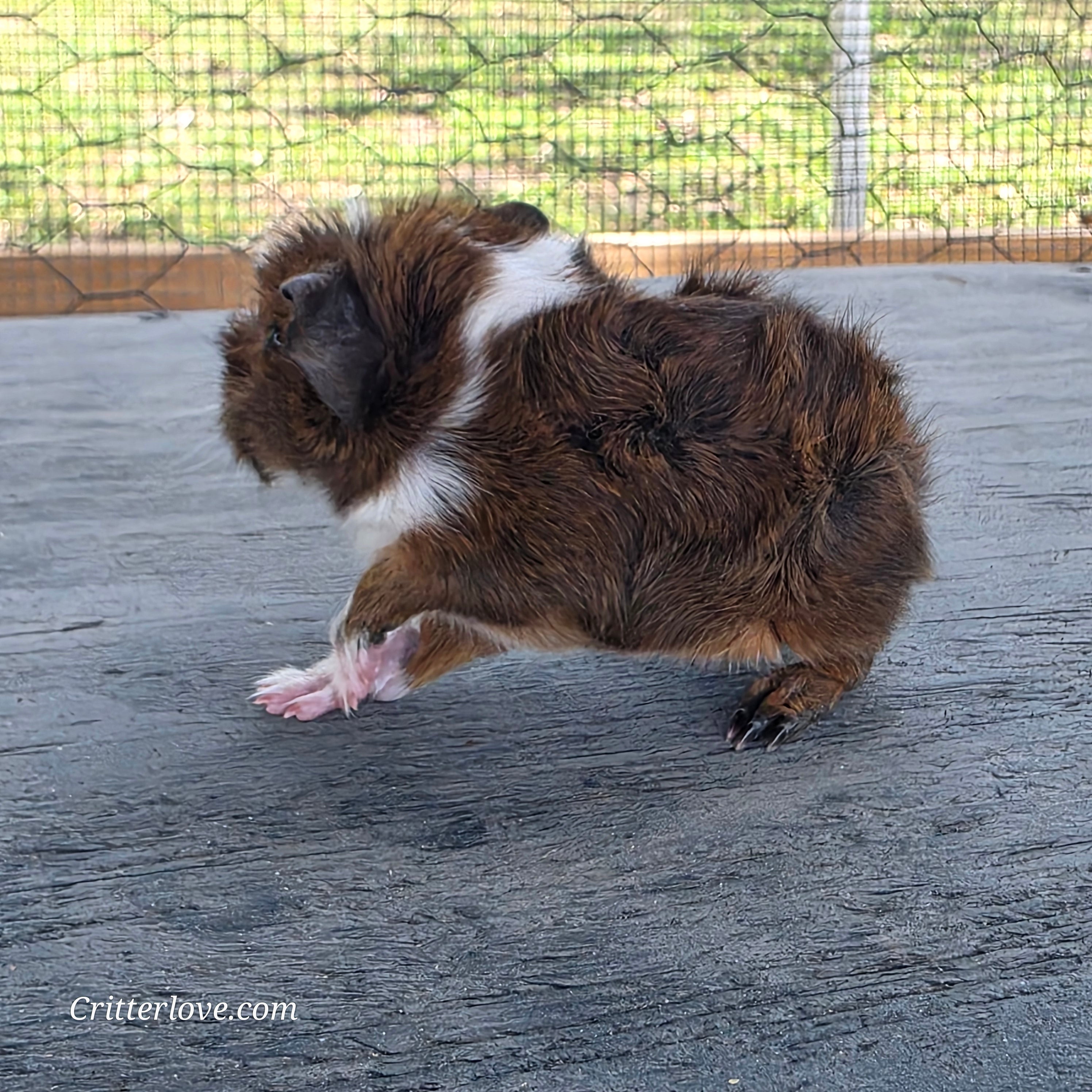 Abyssinian Guinea Pig