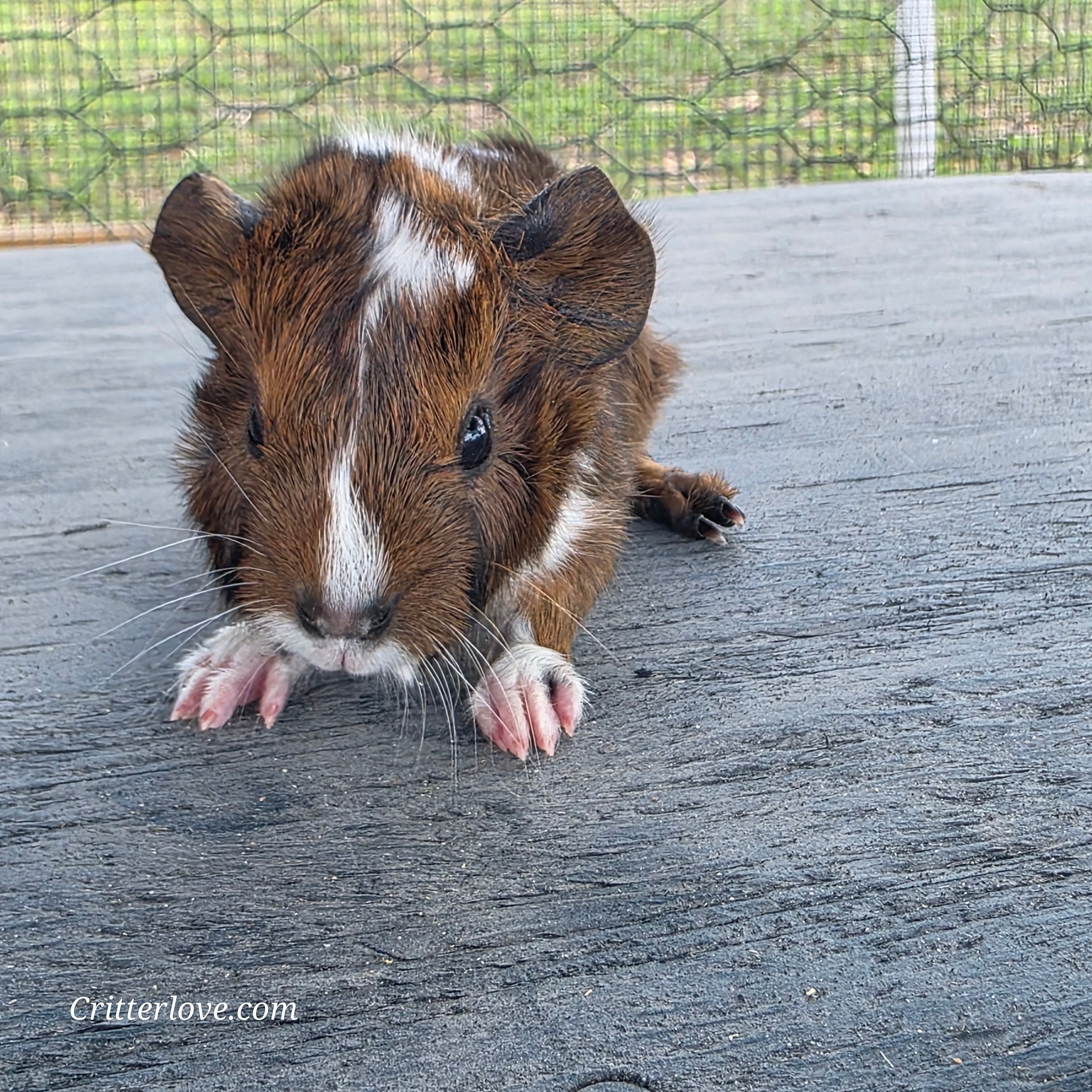 Guinea Pig - Abyssinian