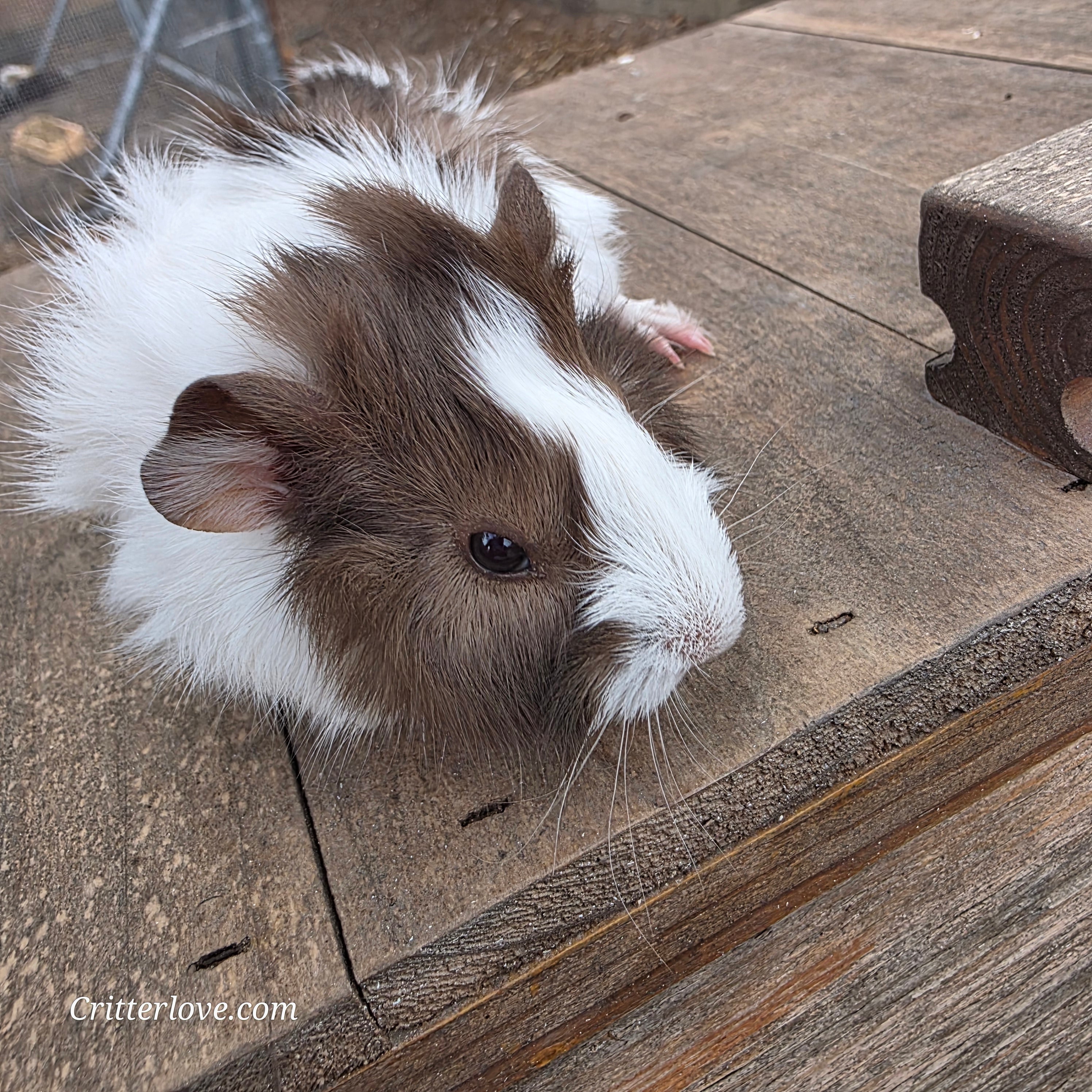 American Guinea Pig Chocolate/White Long Hair