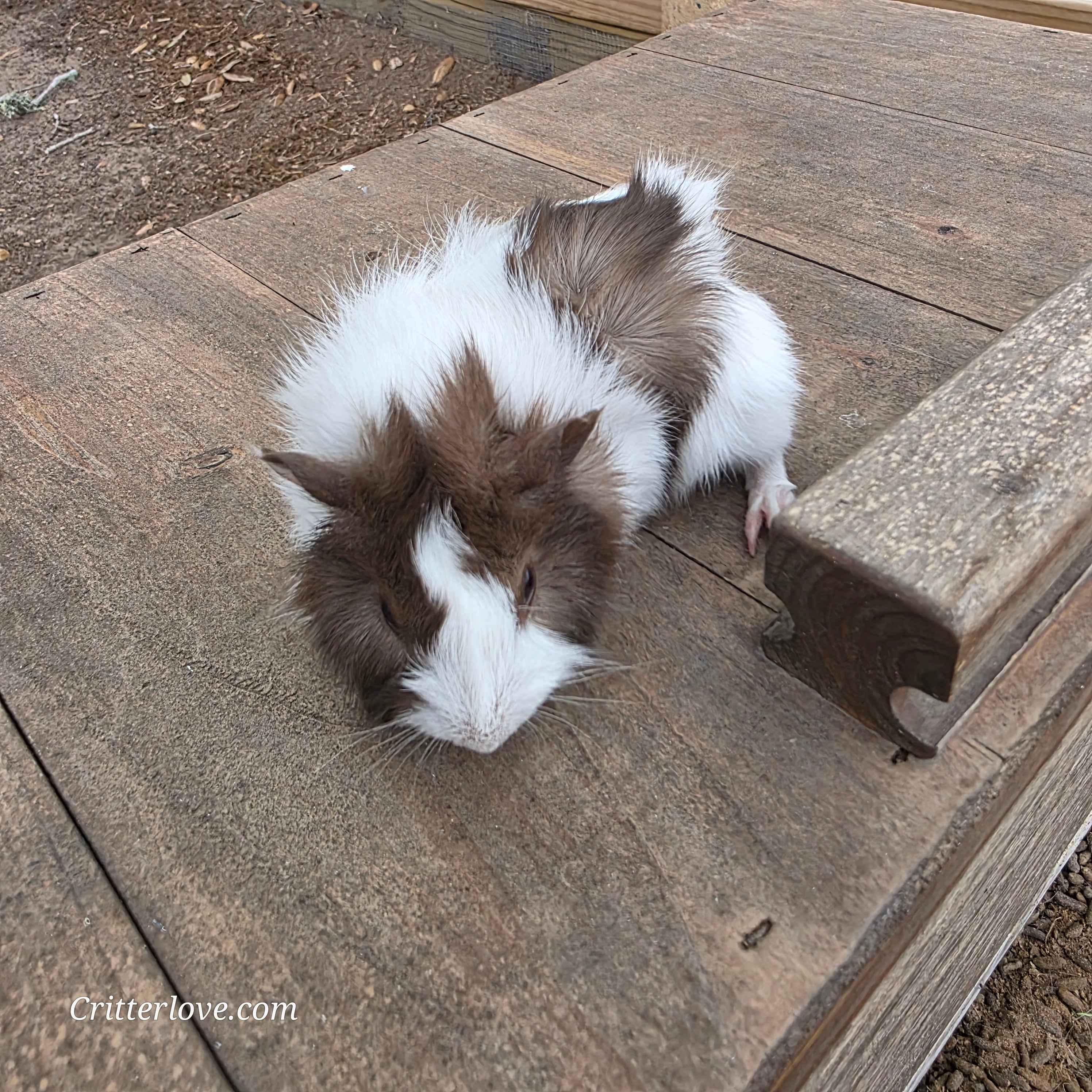 American Guinea Pig Chocolate/White Long Hair