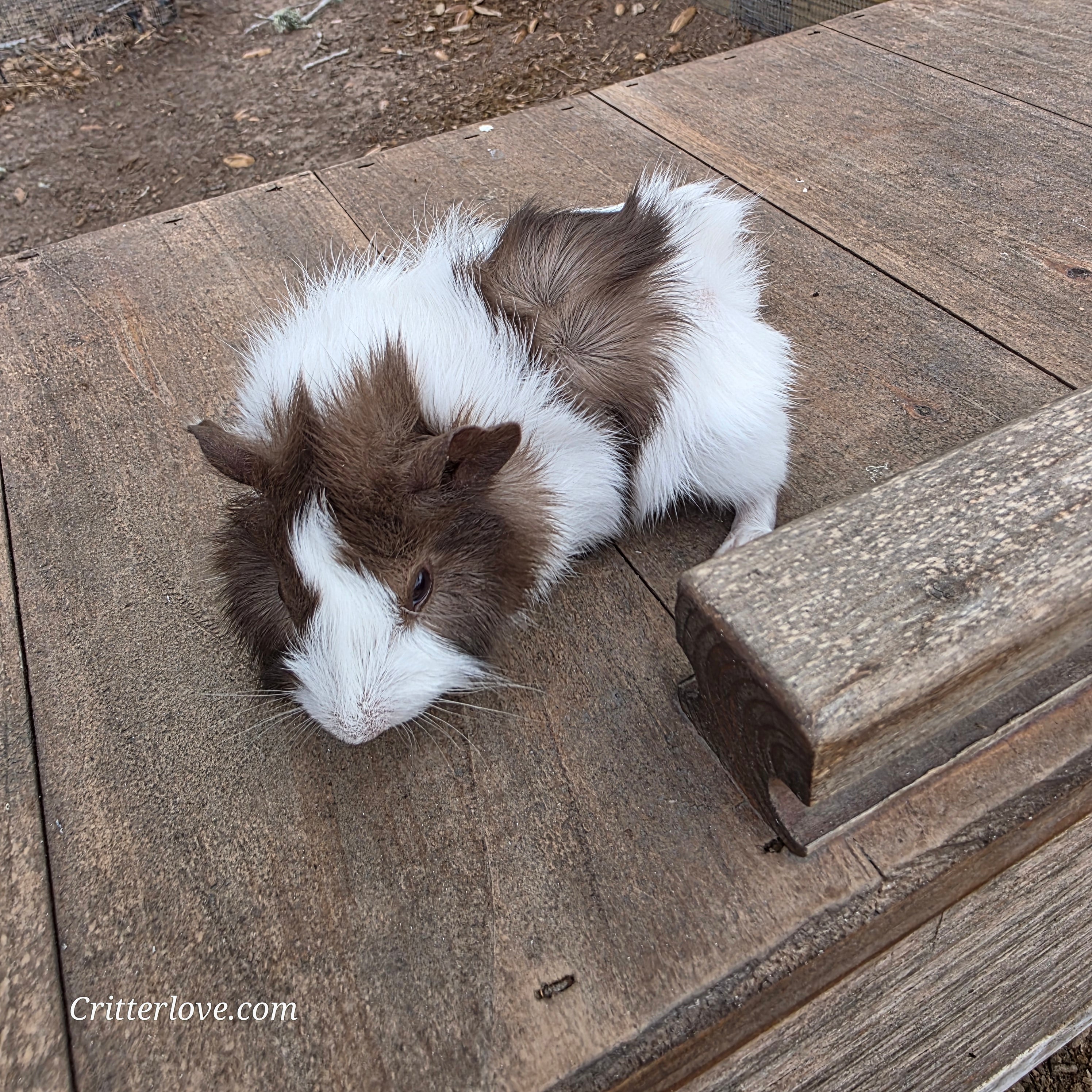 American Guinea Pig Chocolate/White Long Hair
