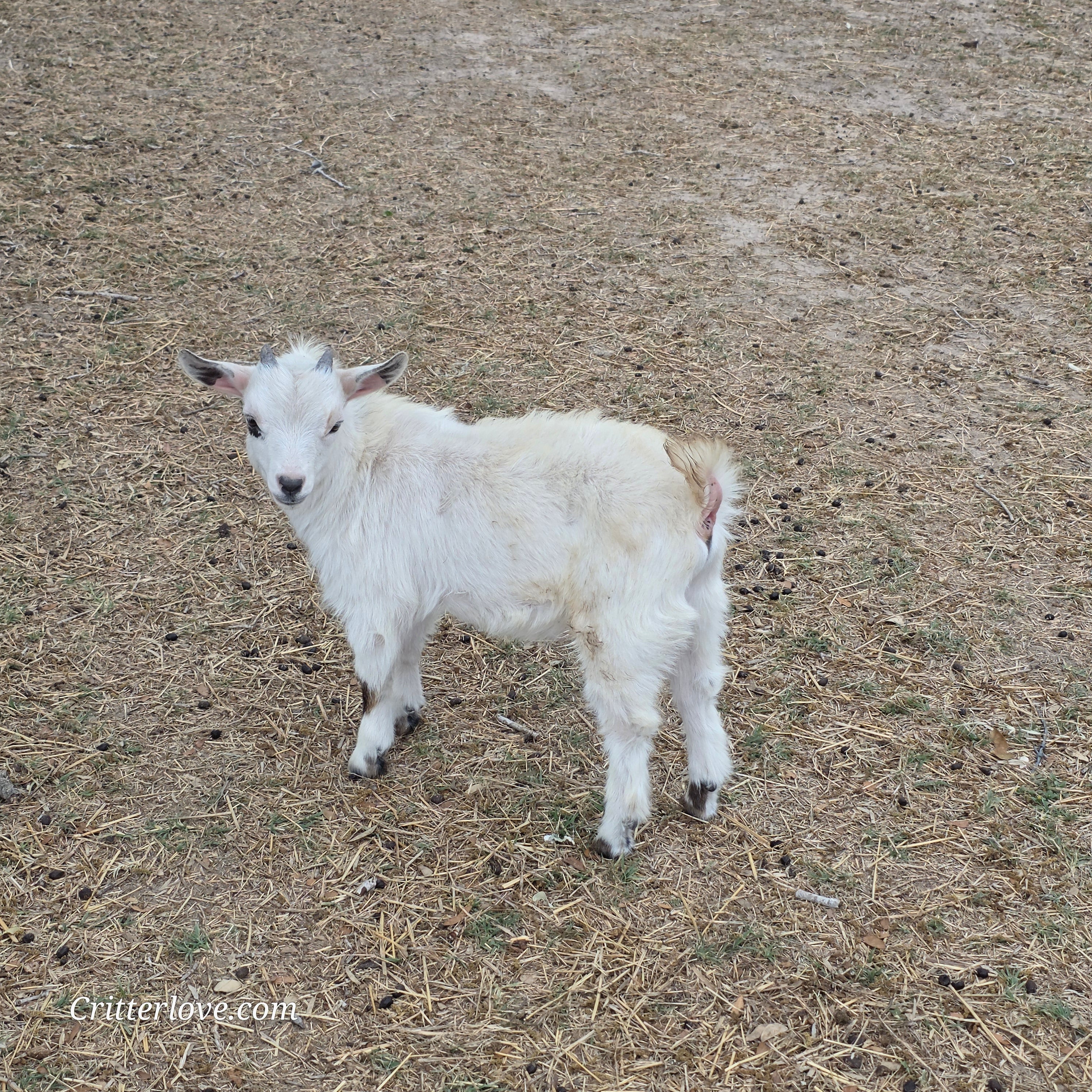 Nigerian Dwarf Buckling (Mainly white)