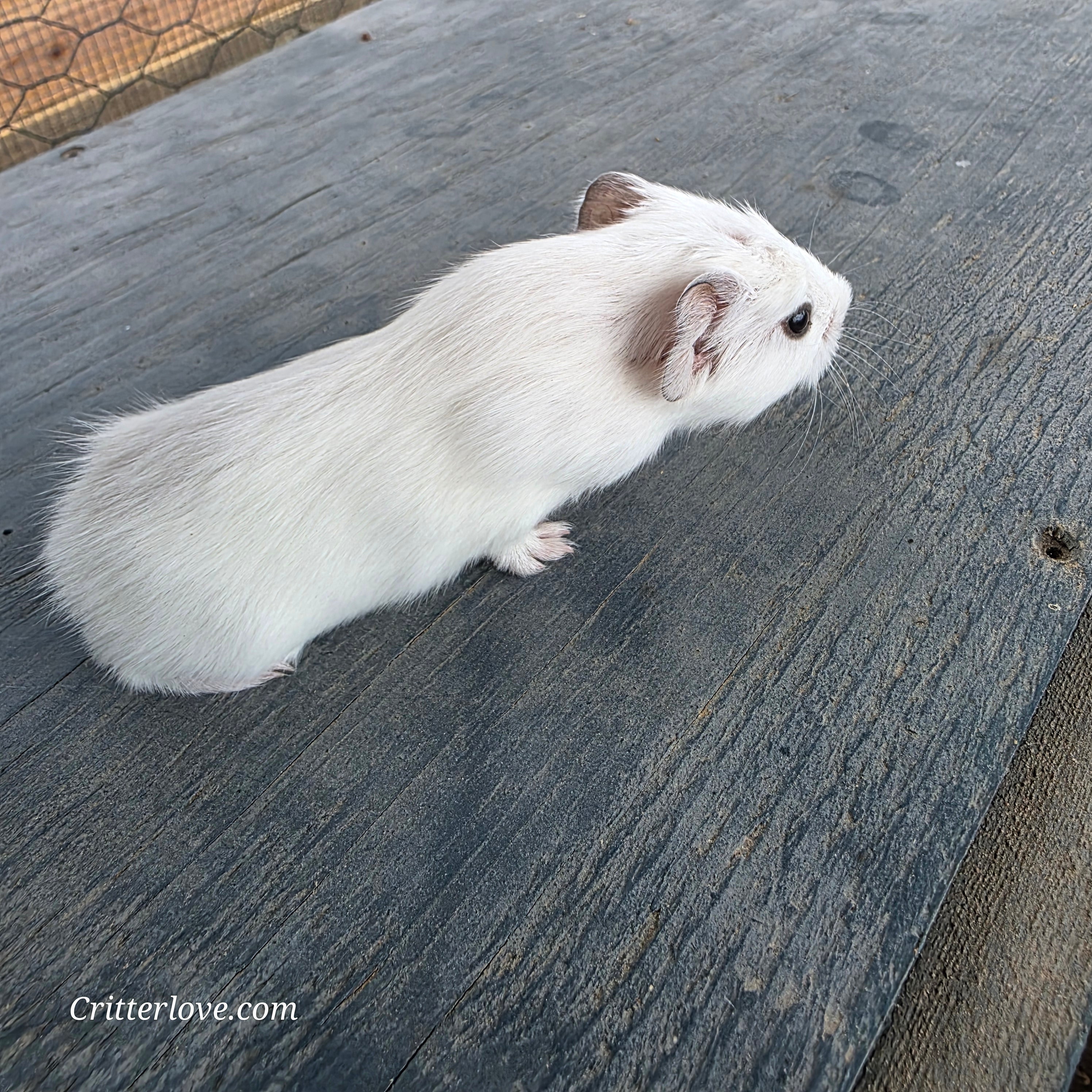 Guinea Pig - White American Male