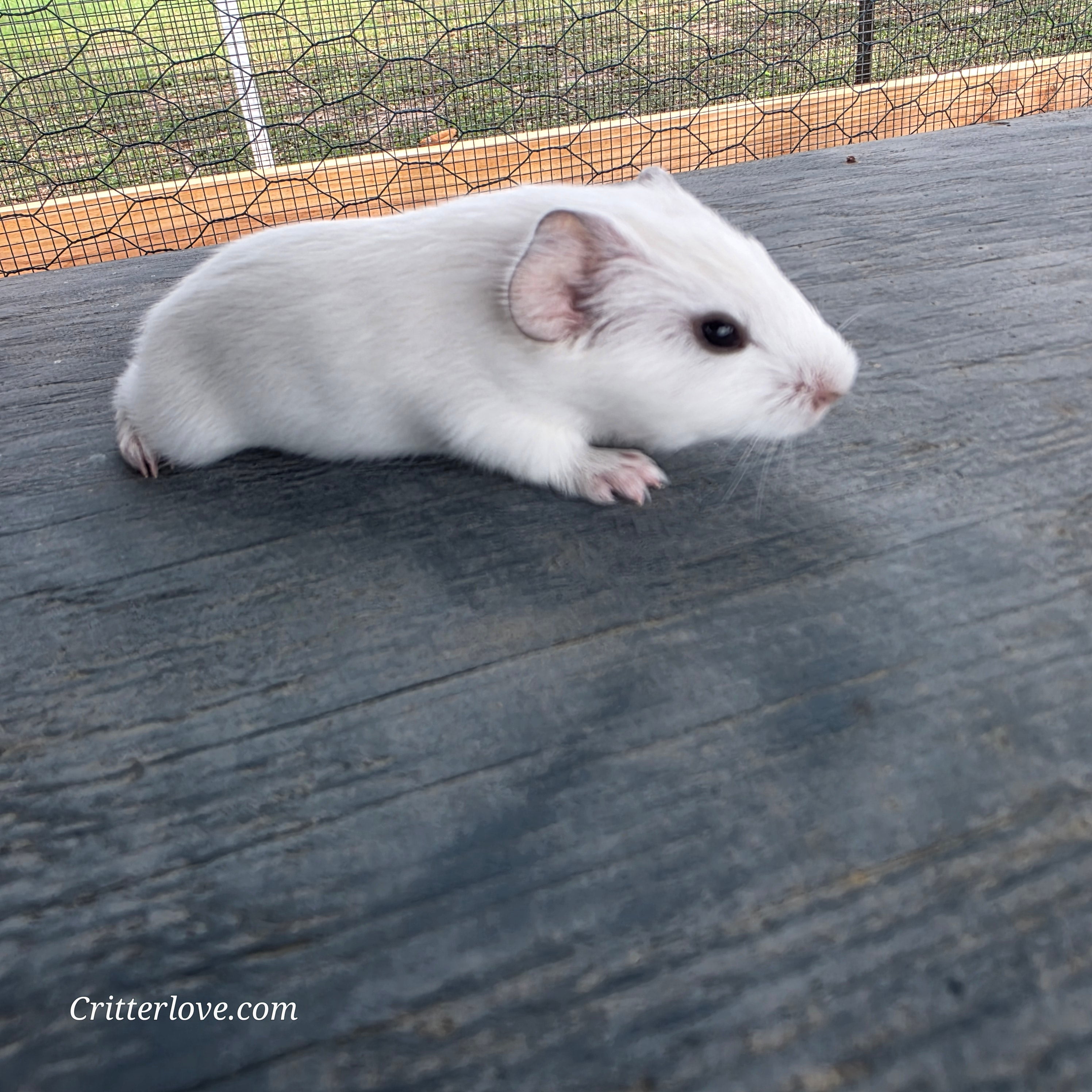 Guinea Pig - White American Male