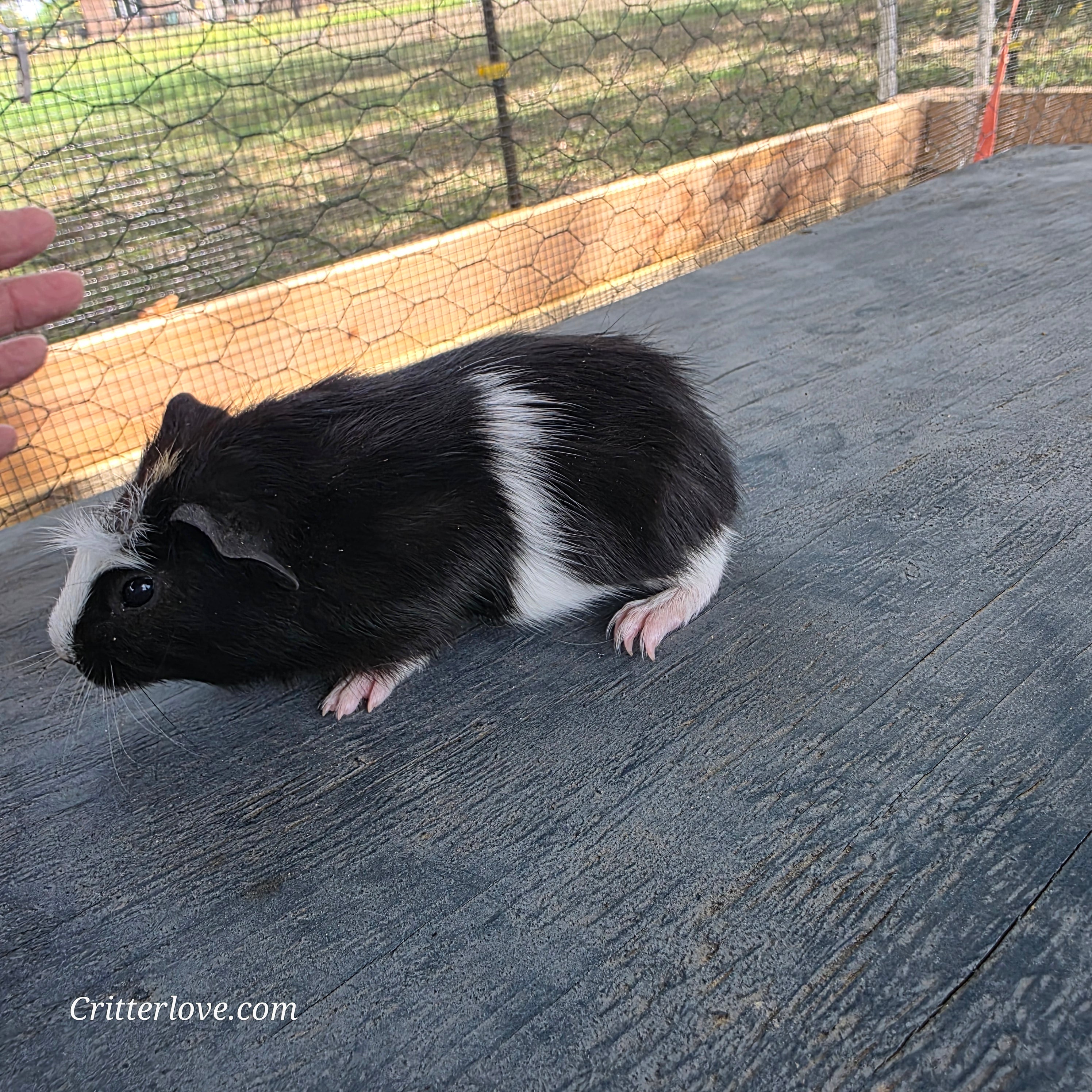 Guinea Pig - Black & White Male American