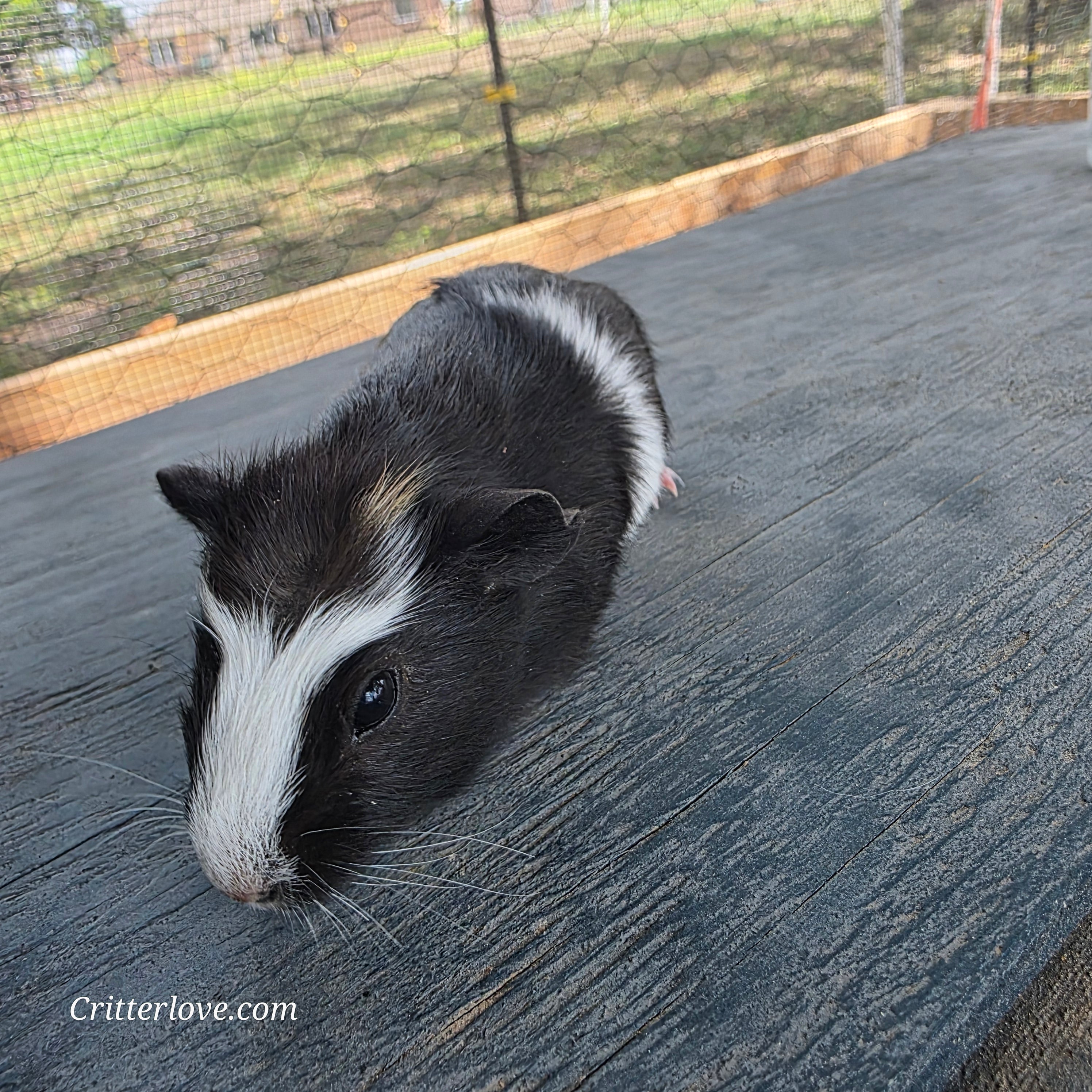 Guinea Pig - Black & White Male American