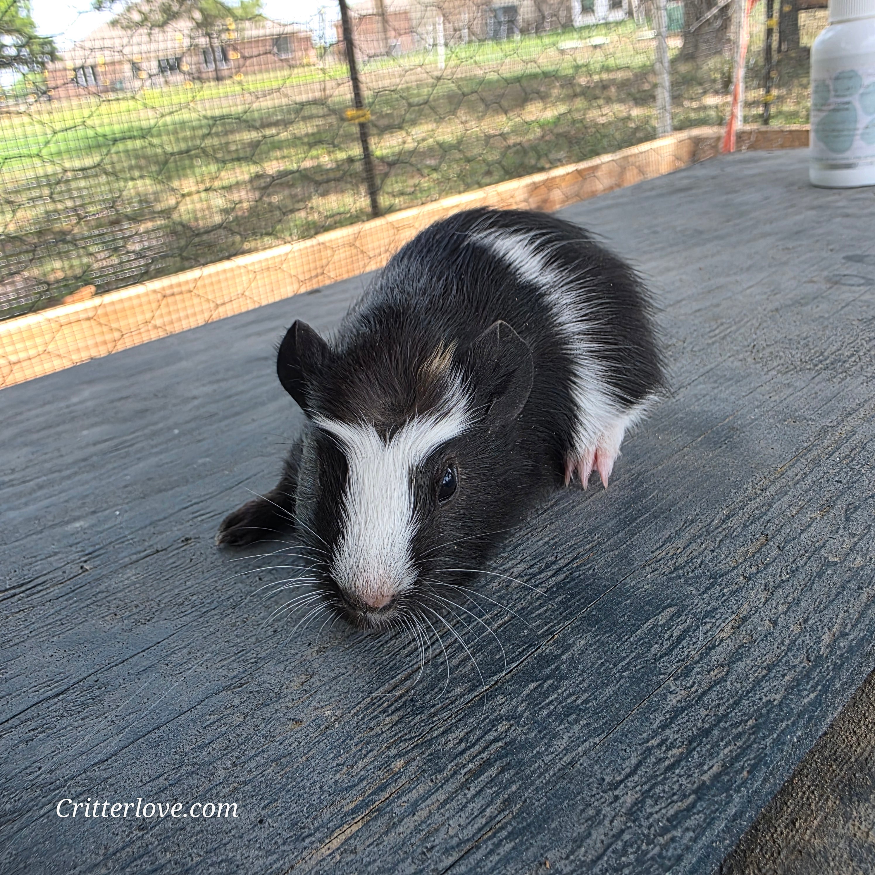 Guinea Pig - Black & White Male American