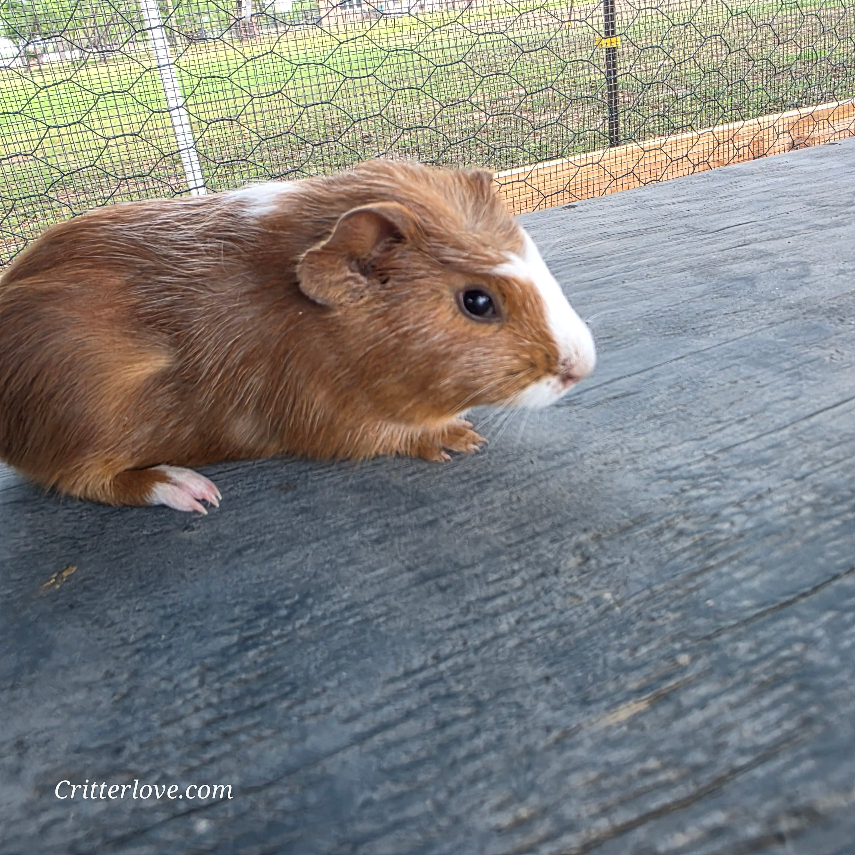 Guinea Pig - Rust & White Male American