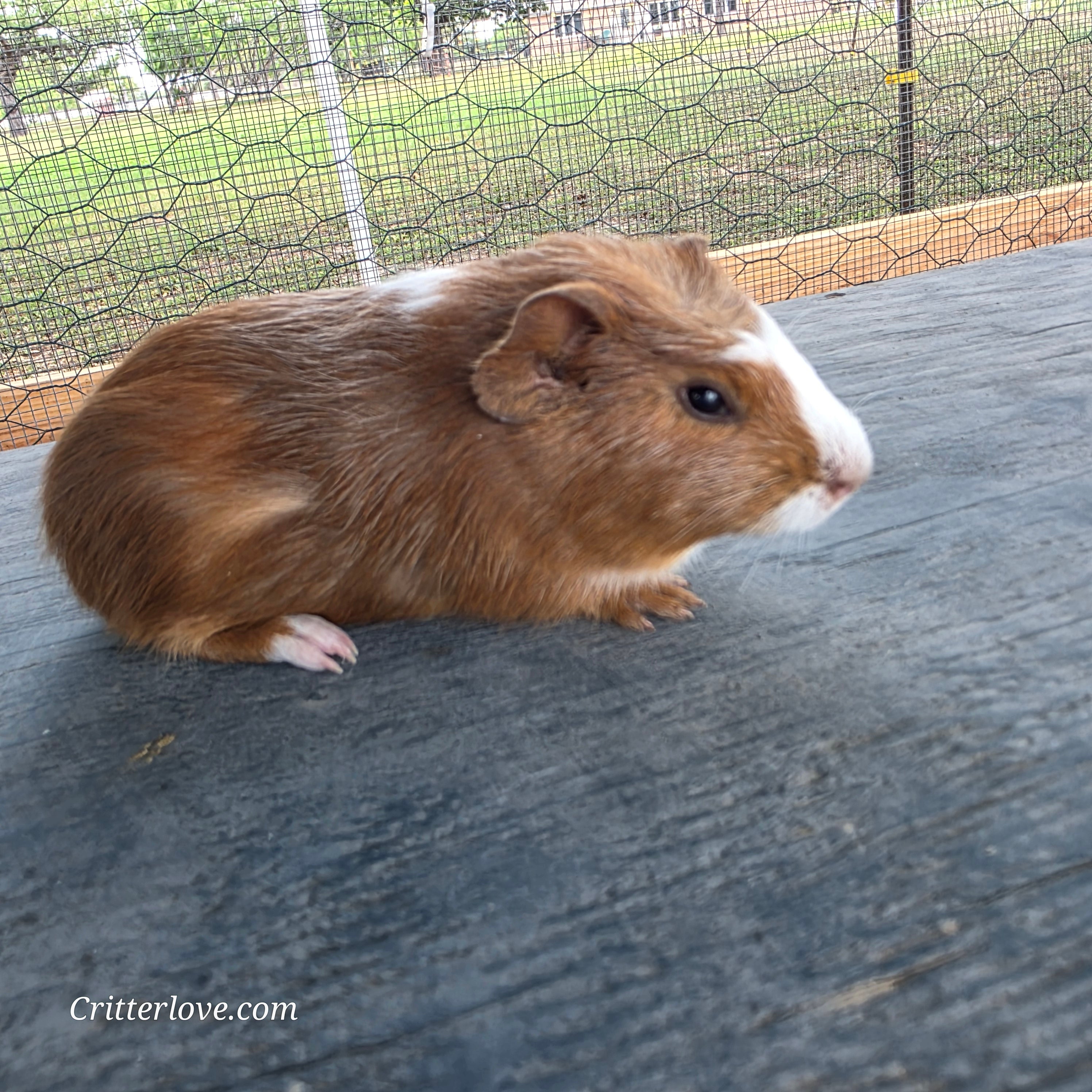 Guinea Pig - Rust & White Male American