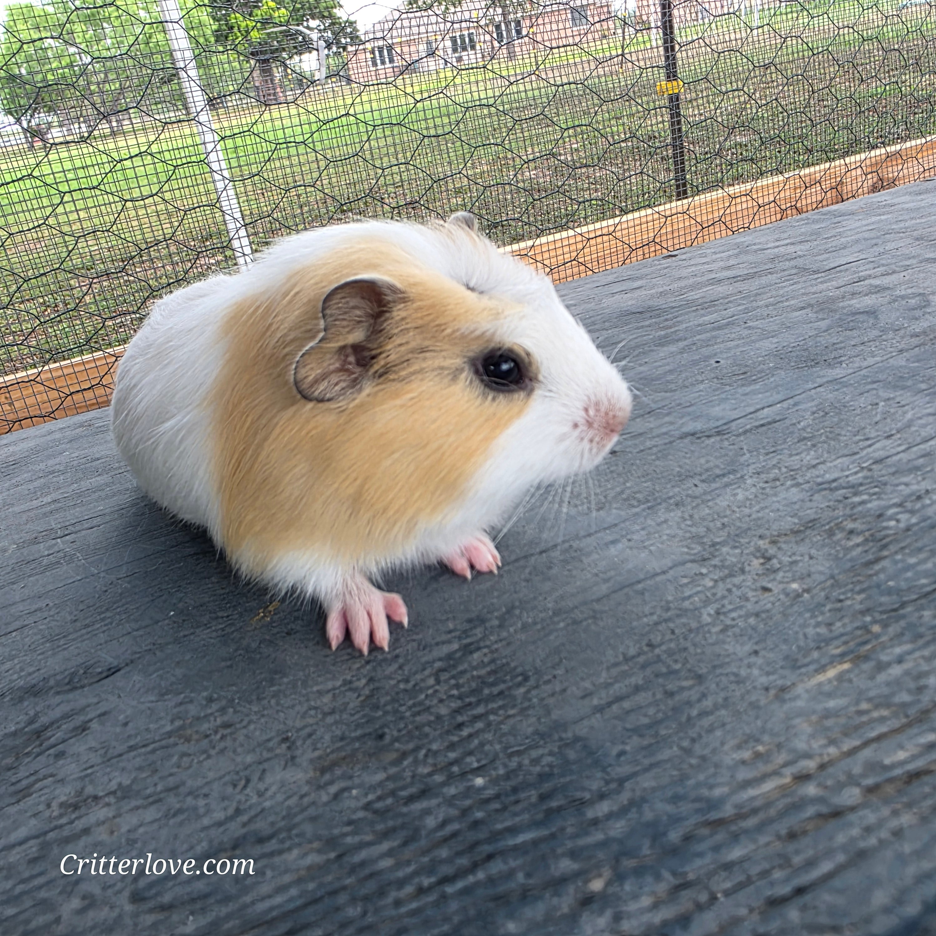 Guinea Pig - Cream & White American