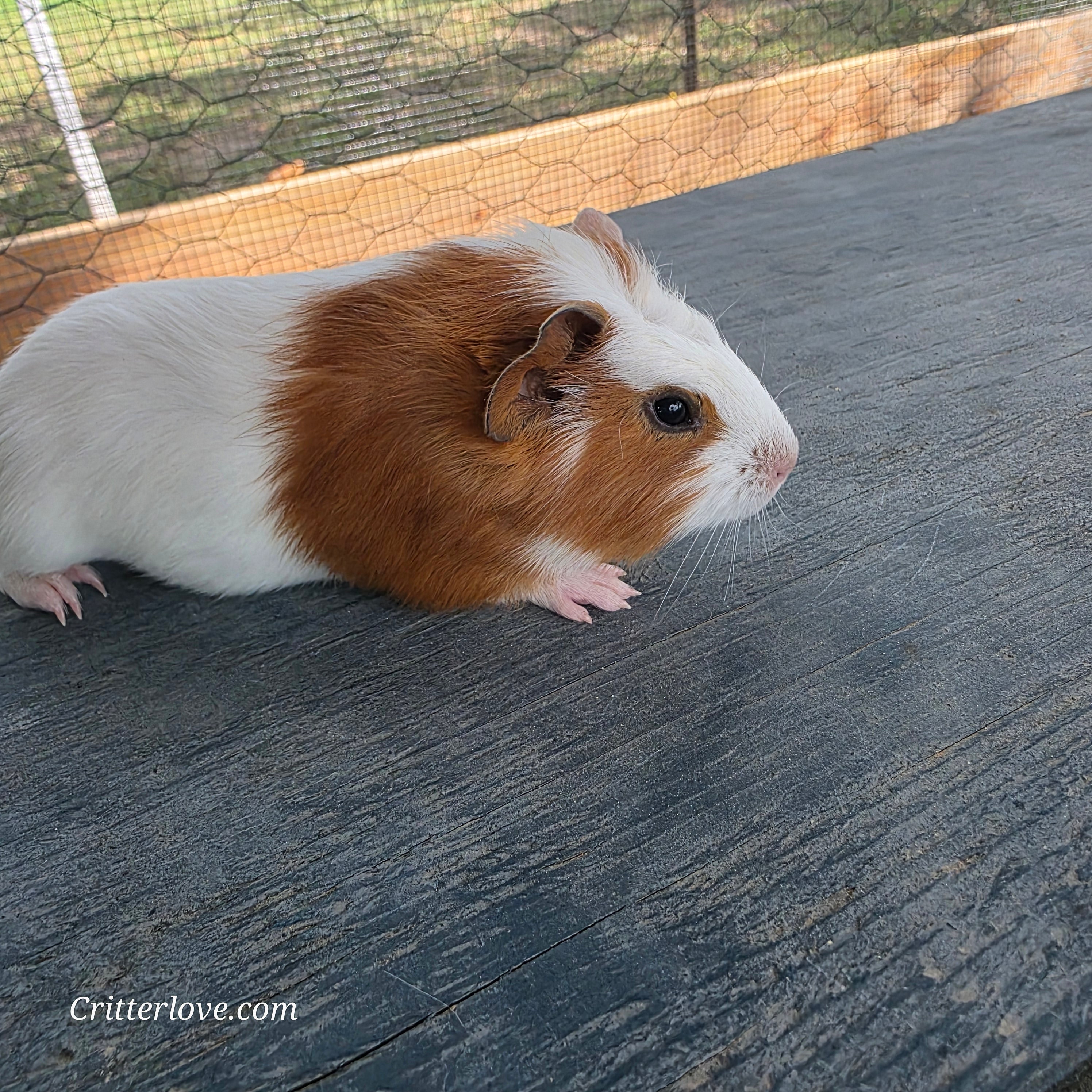 Guinea Pig - Red & White American Male II