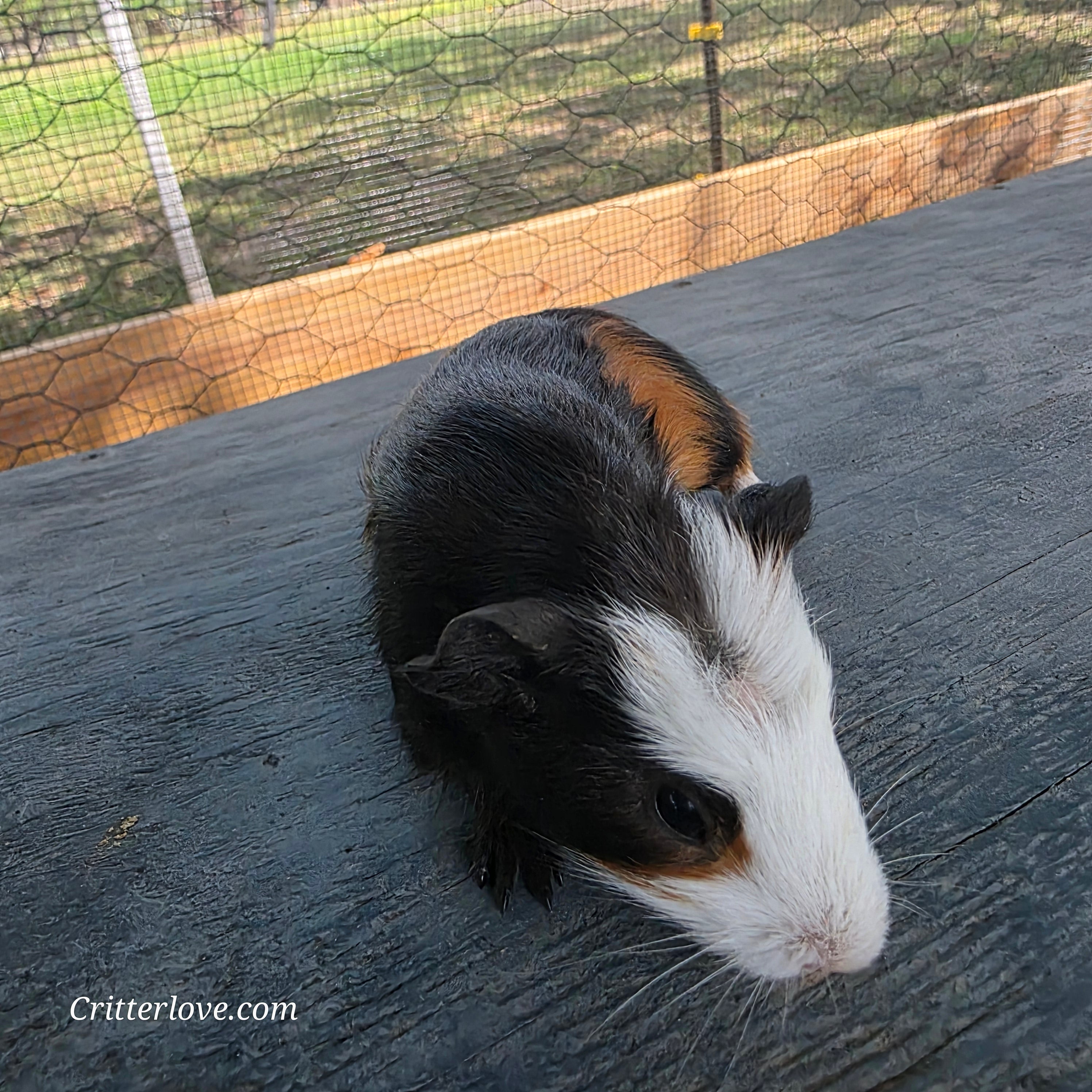 Guinea Pig - Tri-Color Male American