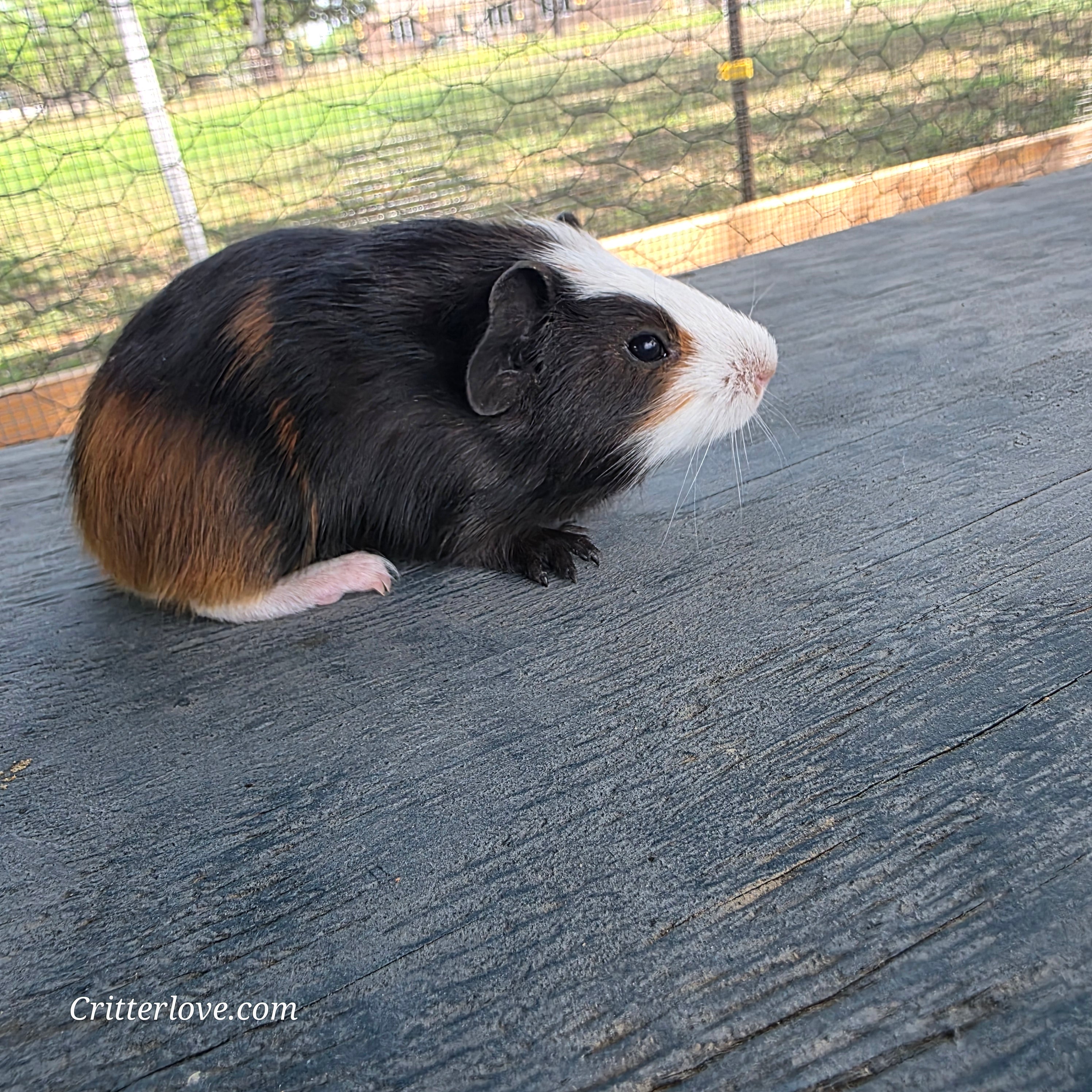 Guinea Pig - Tri-Color Male American
