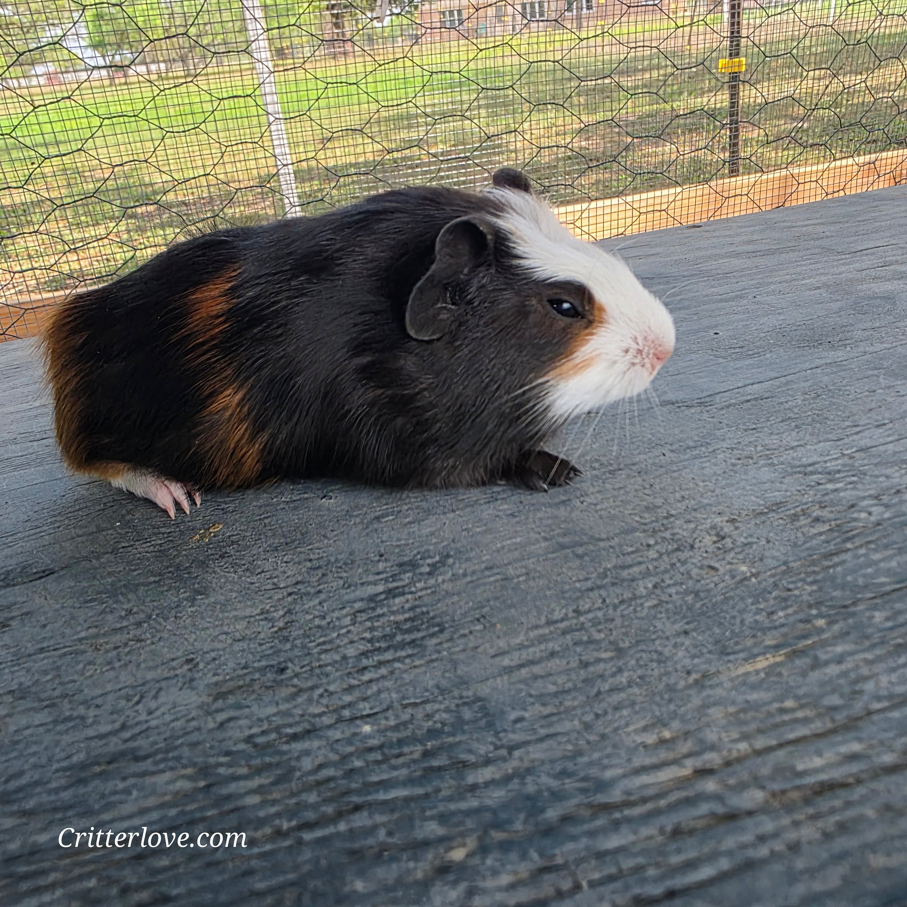 Guinea Pig - Tri-Color Male American