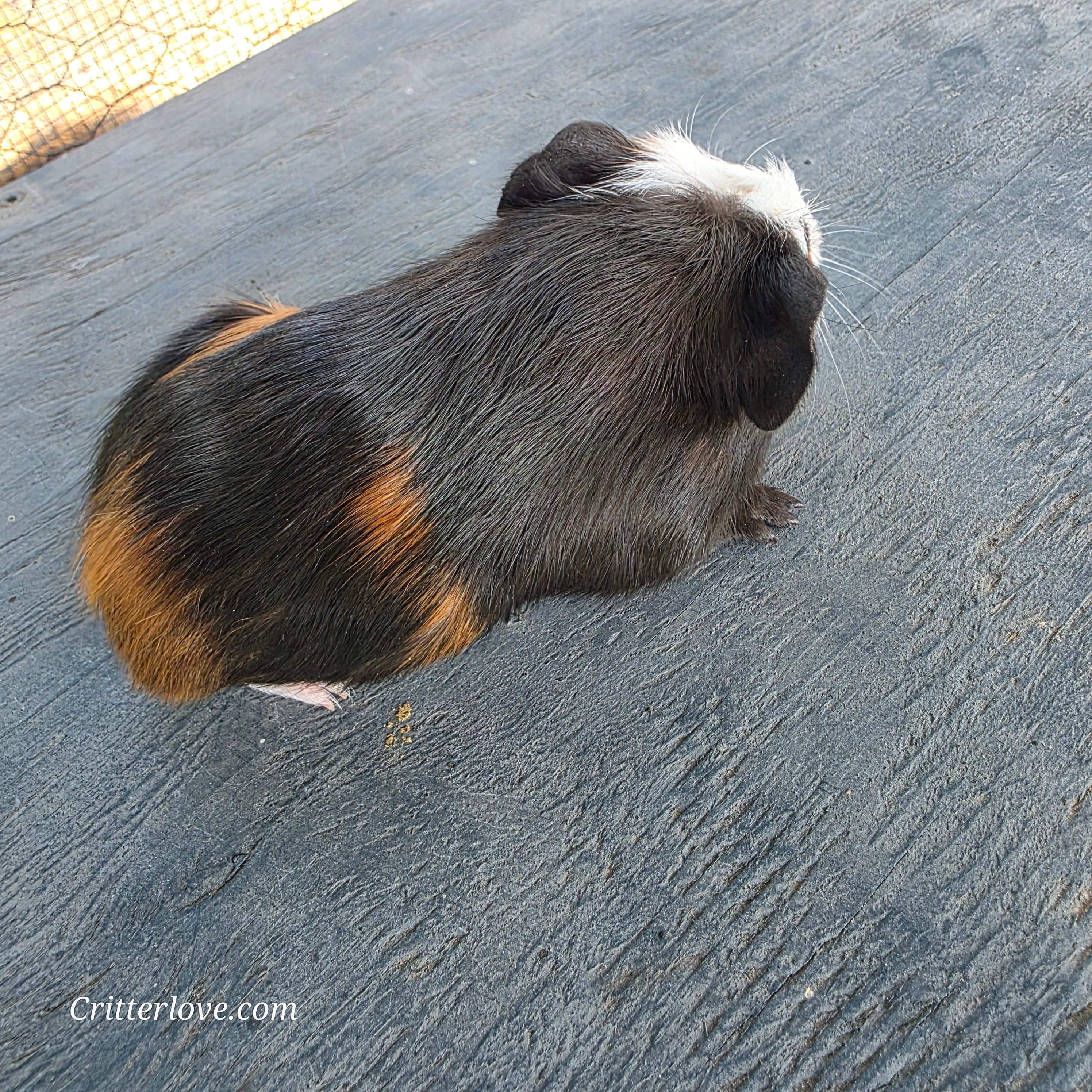 Guinea Pig - Tri-Color Male American