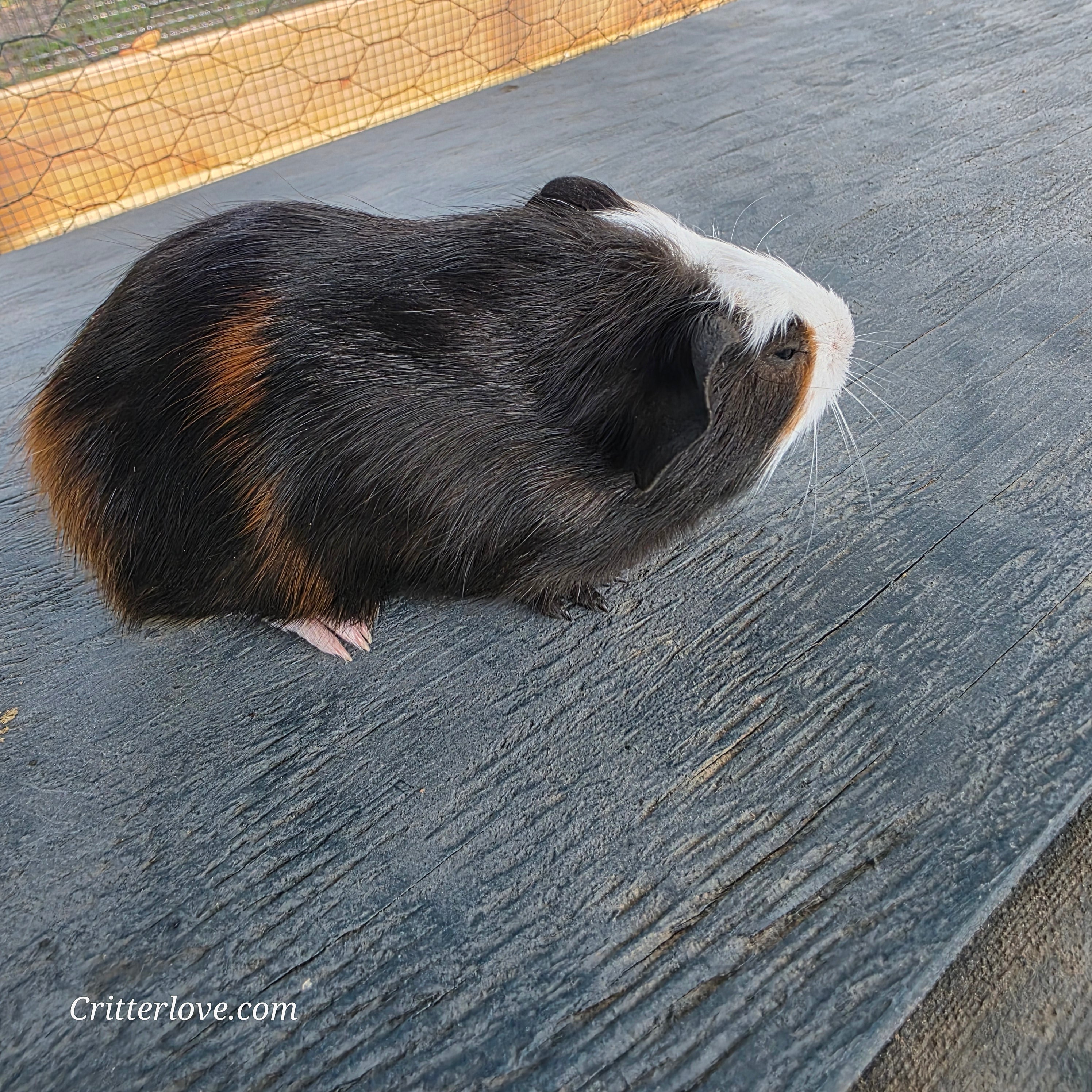 Guinea Pig - Tri-Color Male American