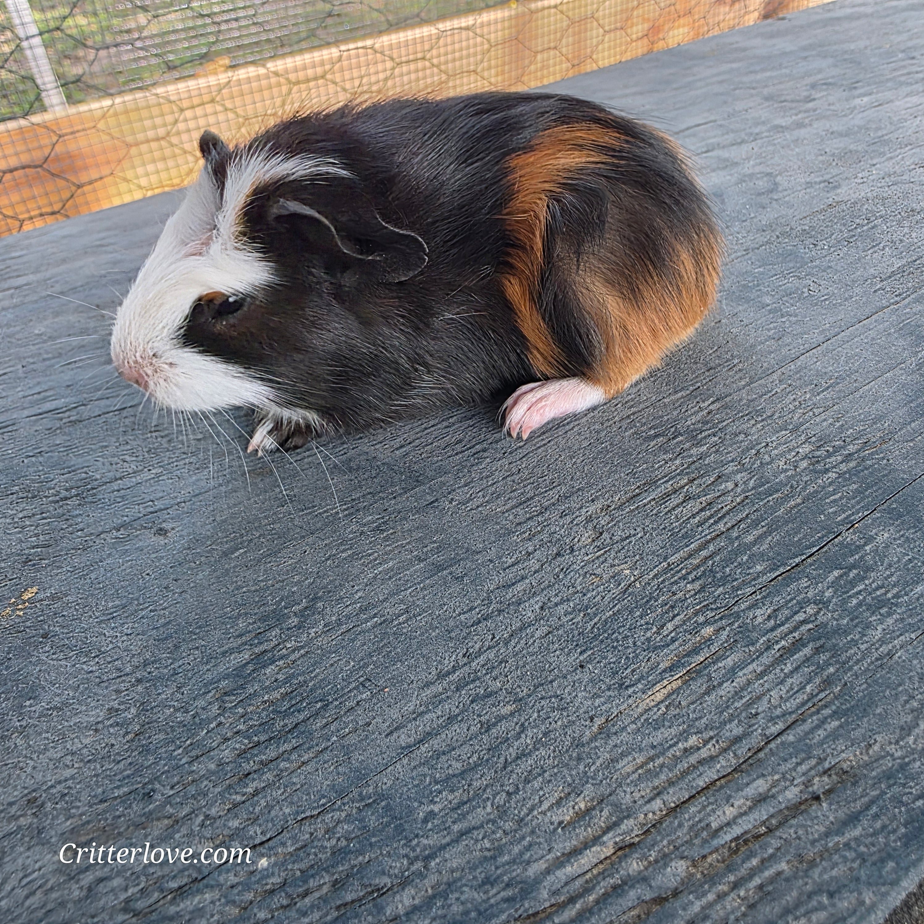 Guinea Pig - Tri-Color Male American