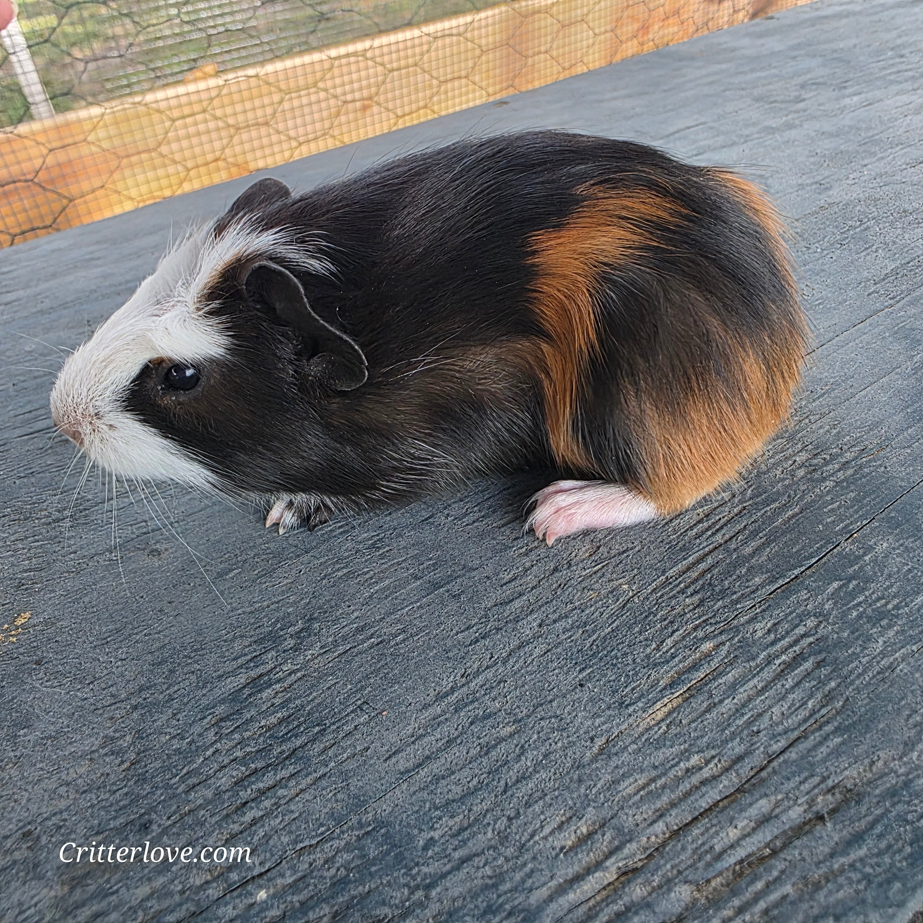 Guinea Pig - Tri-Color Male American