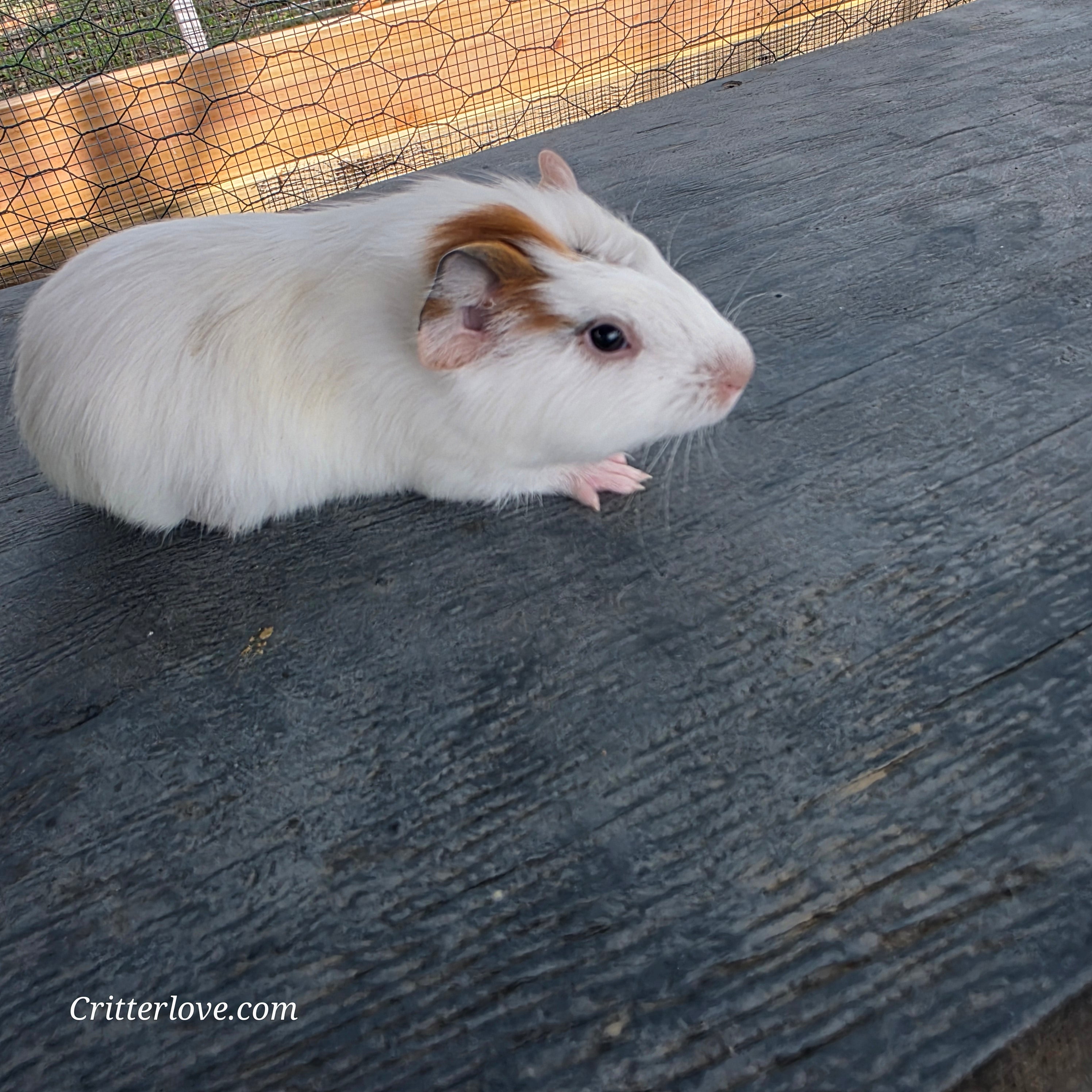 Guinea Pig - Red & White American Male