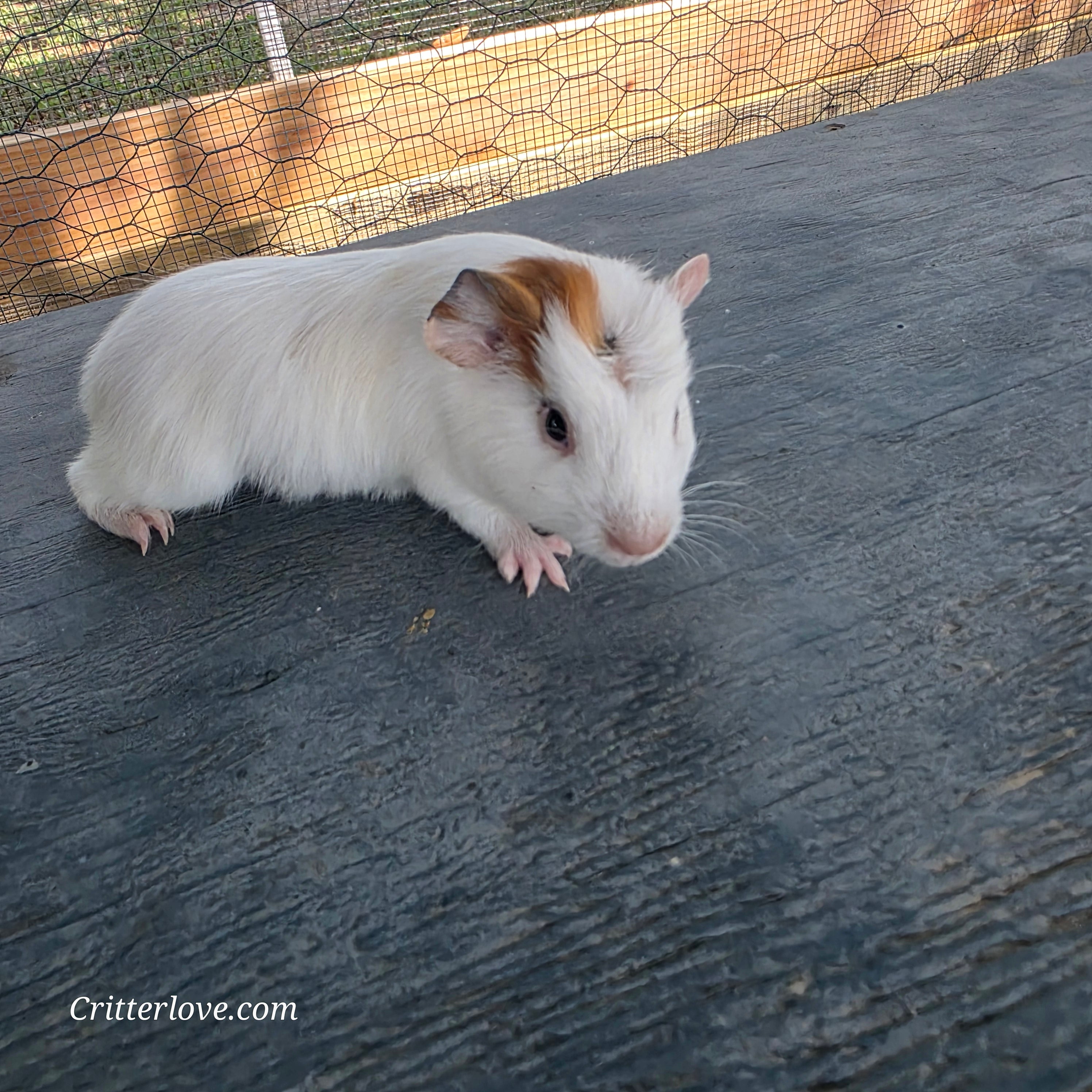 Guinea Pig - Red & White American Male