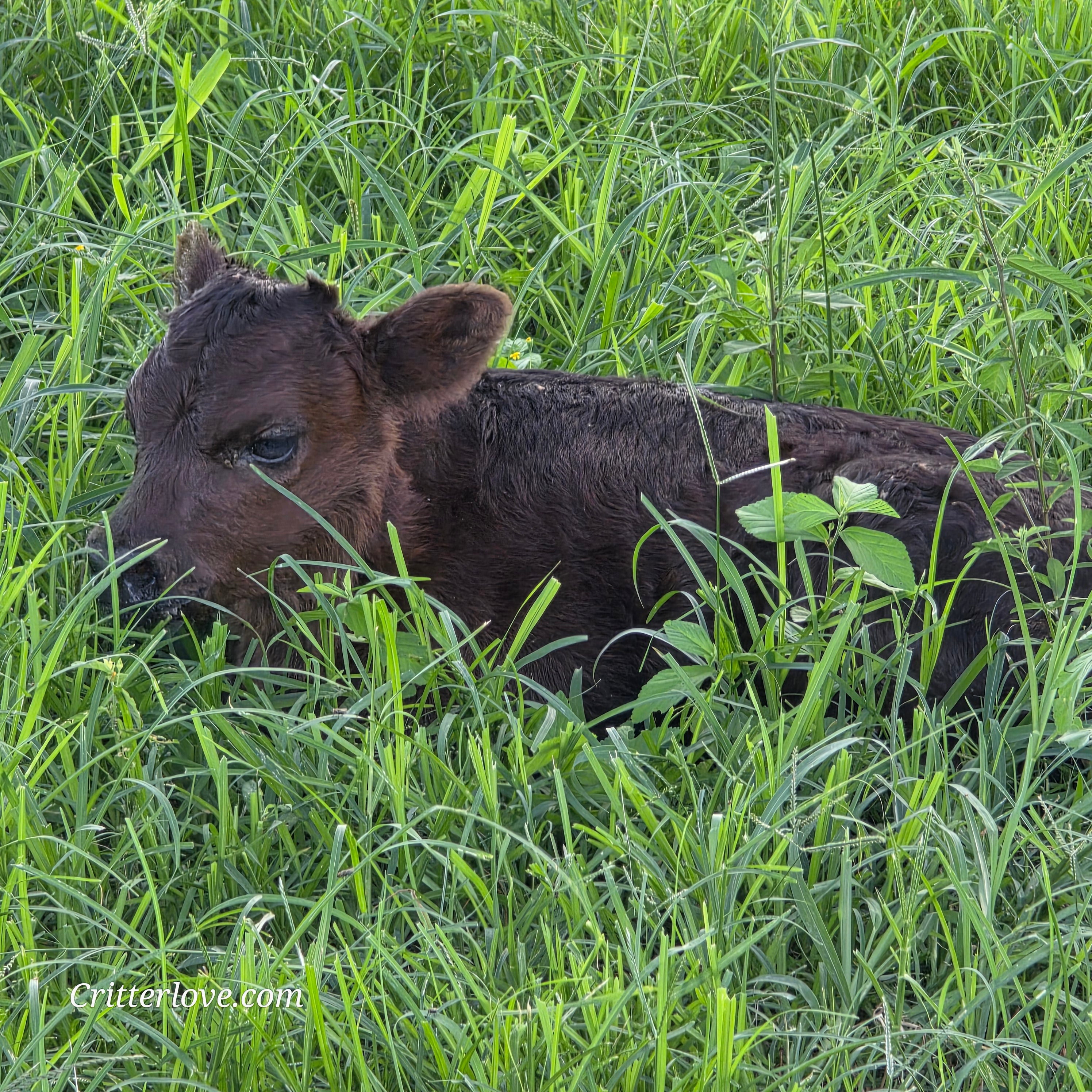 Munchkin -- Mini Dexter/Highland/Highpark Cross