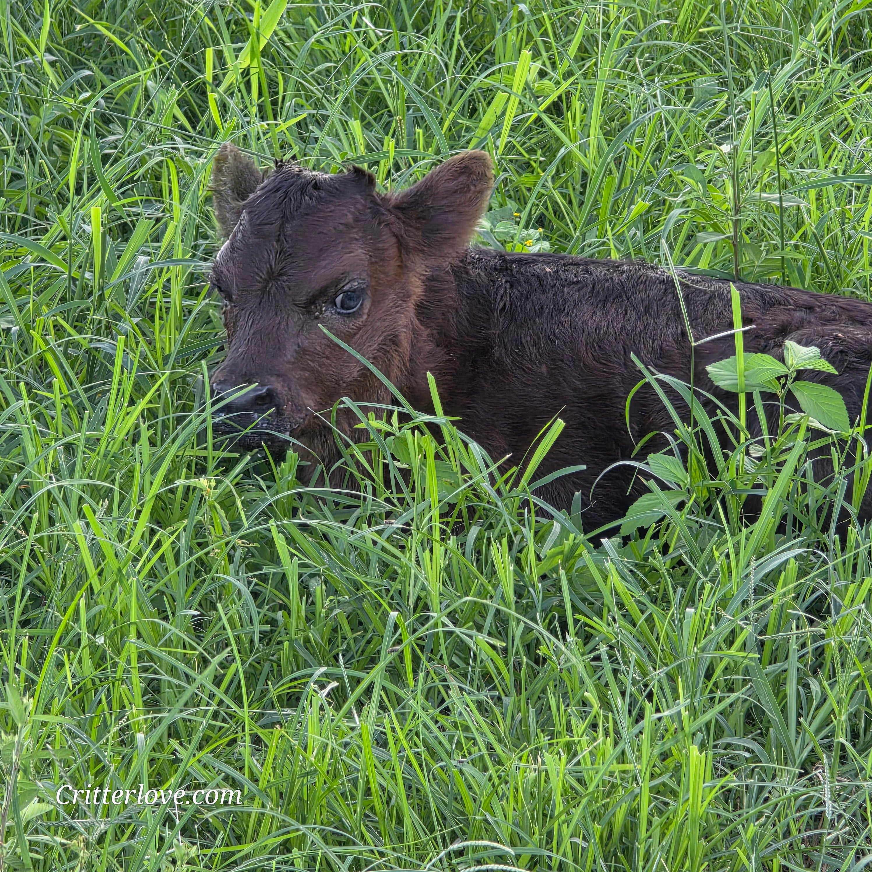Munchkin -- Mini Dexter/Highland/Highpark Cross