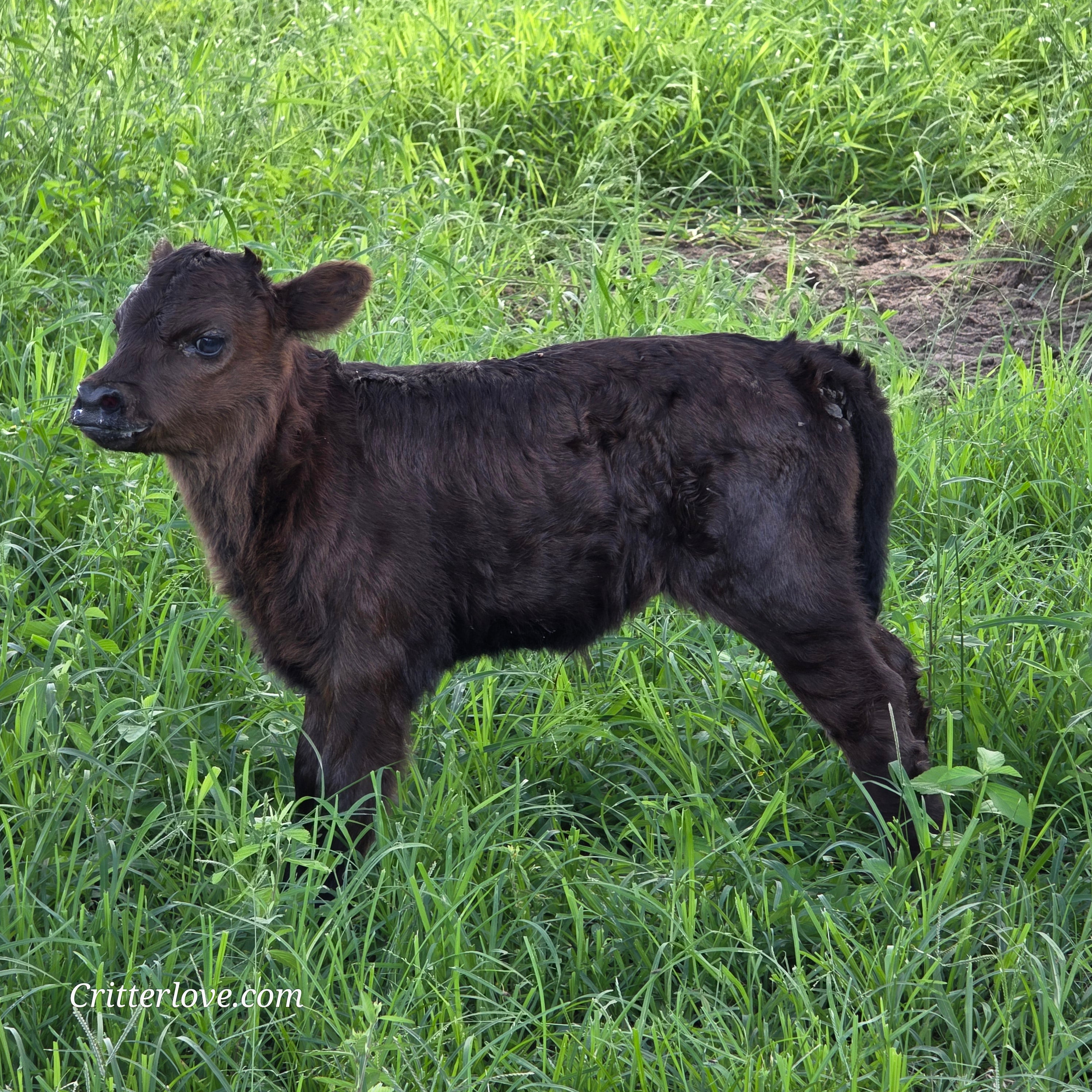 Munchkin -- Mini Dexter/Highland/Highpark Cross