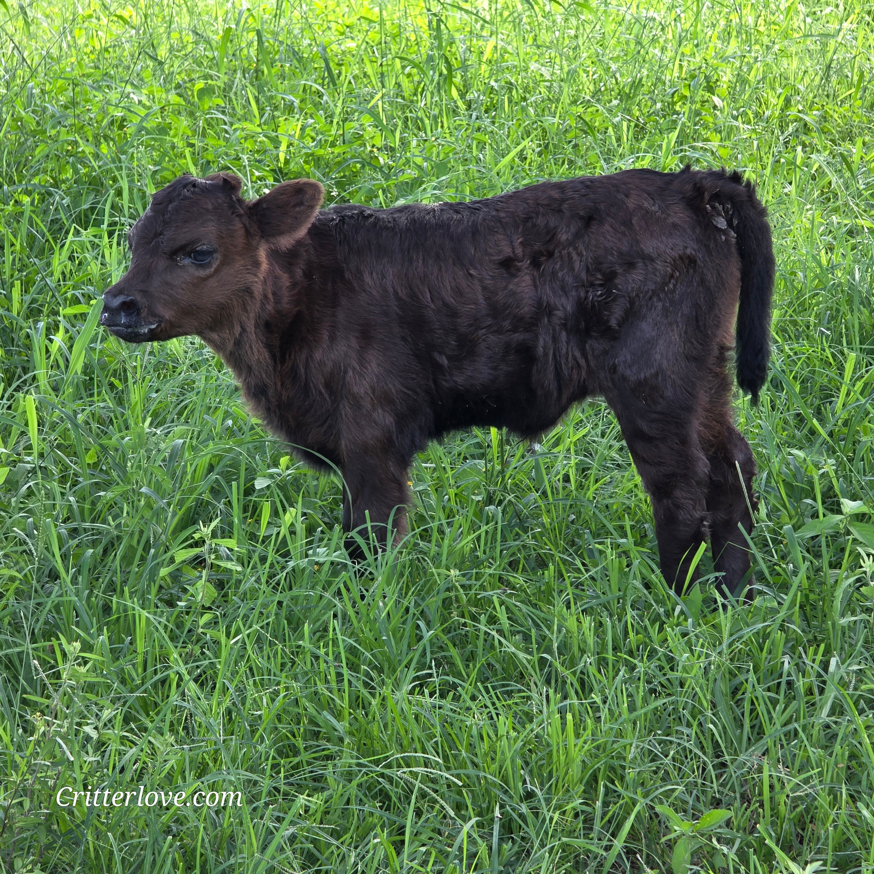 Munchkin -- Mini Dexter/Highland/Highpark Cross