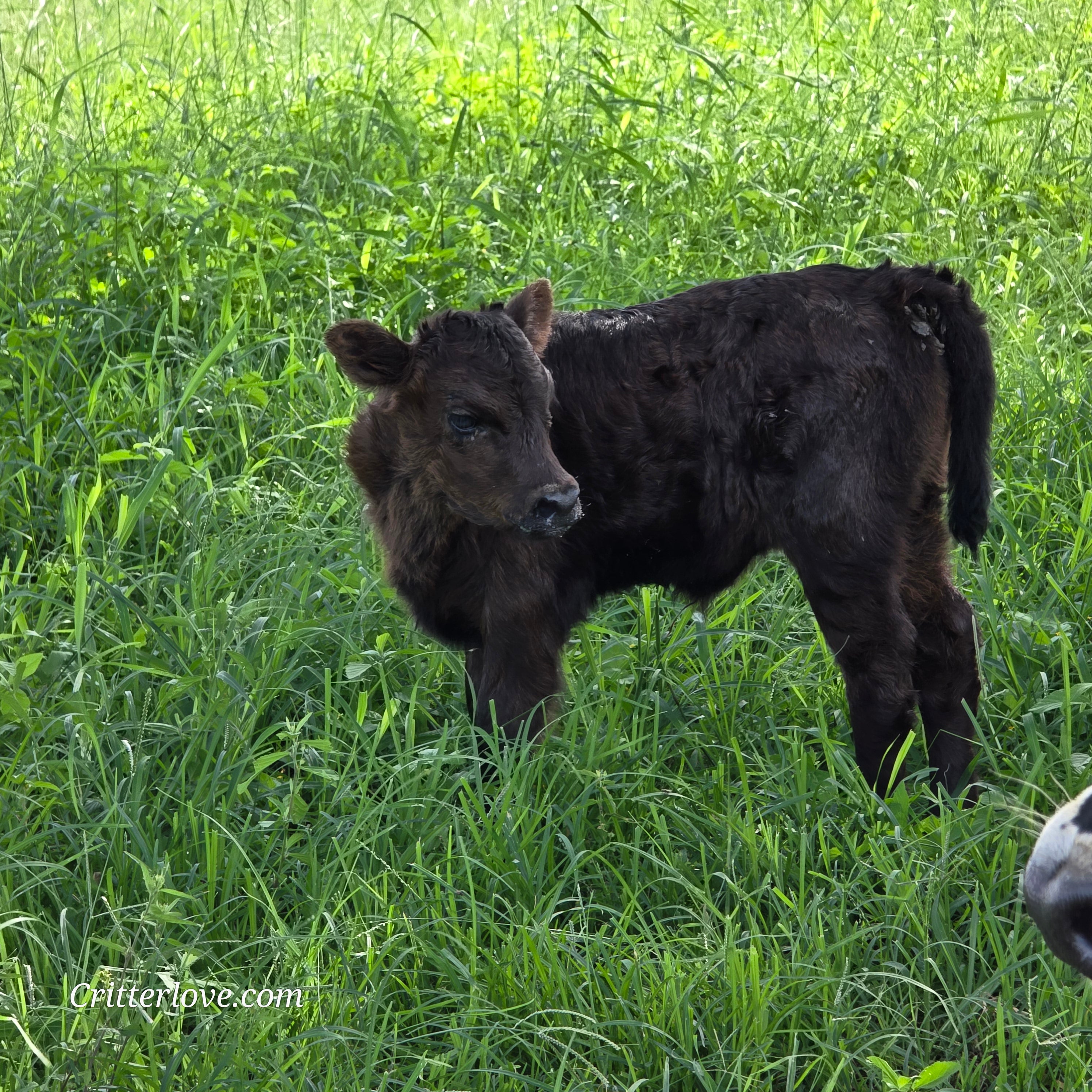 Munchkin -- Mini Dexter/Highland/Highpark Cross