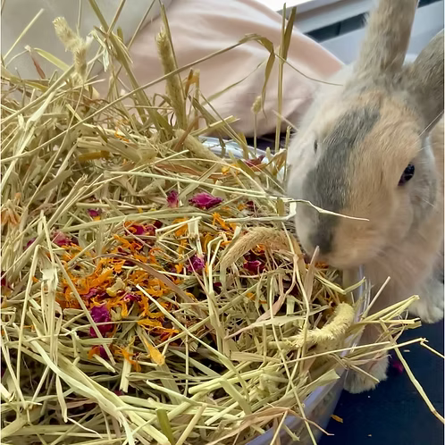 All In One Forage