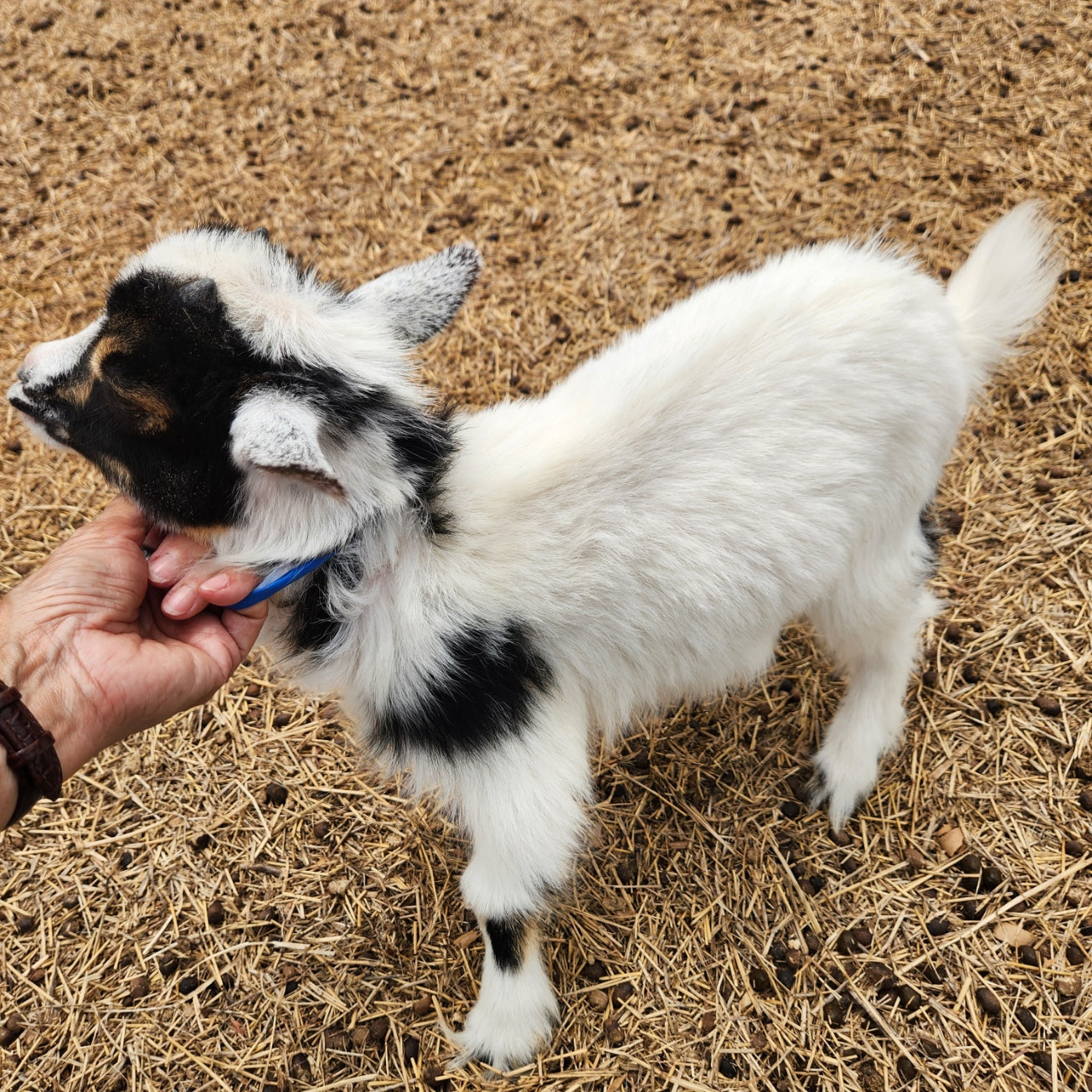Nigerian Dwarf Tri-Colored Buckling (Mainly white)
