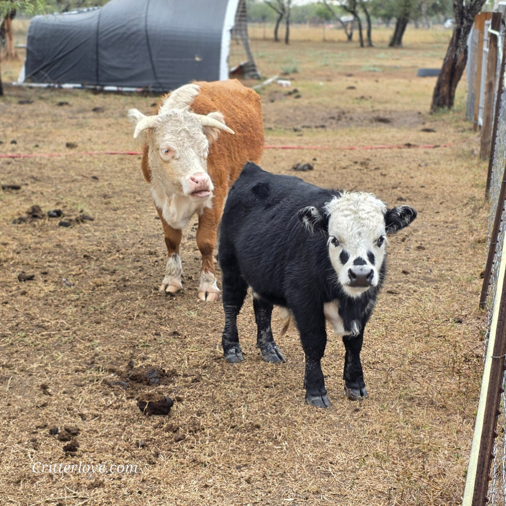 Freckles Bull- Calf