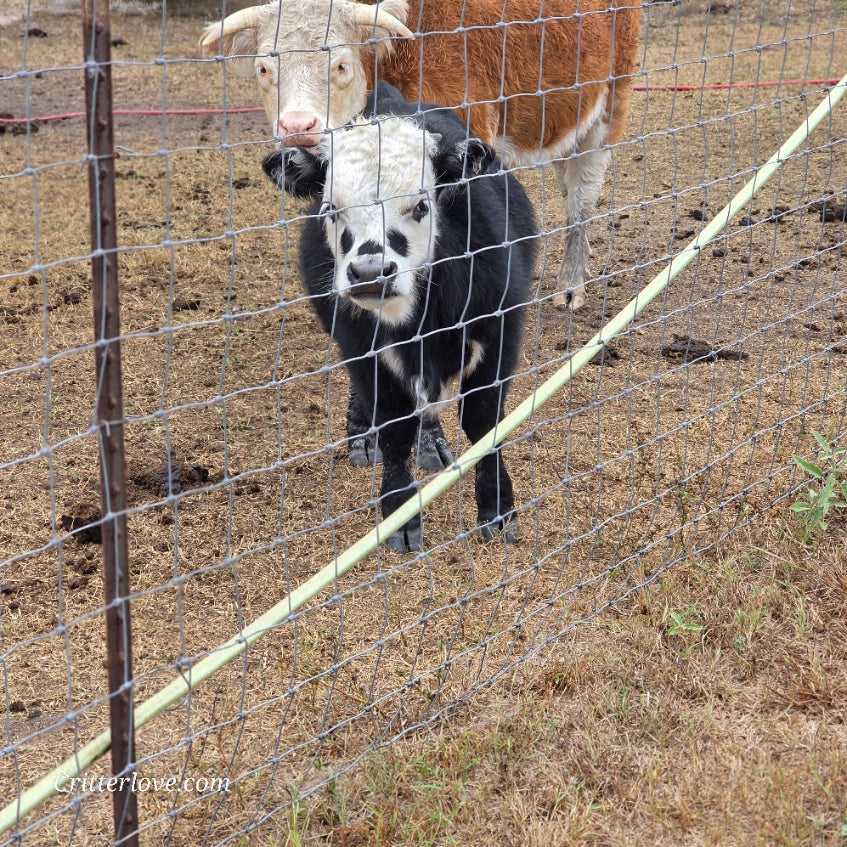 Freckles Bull- Calf