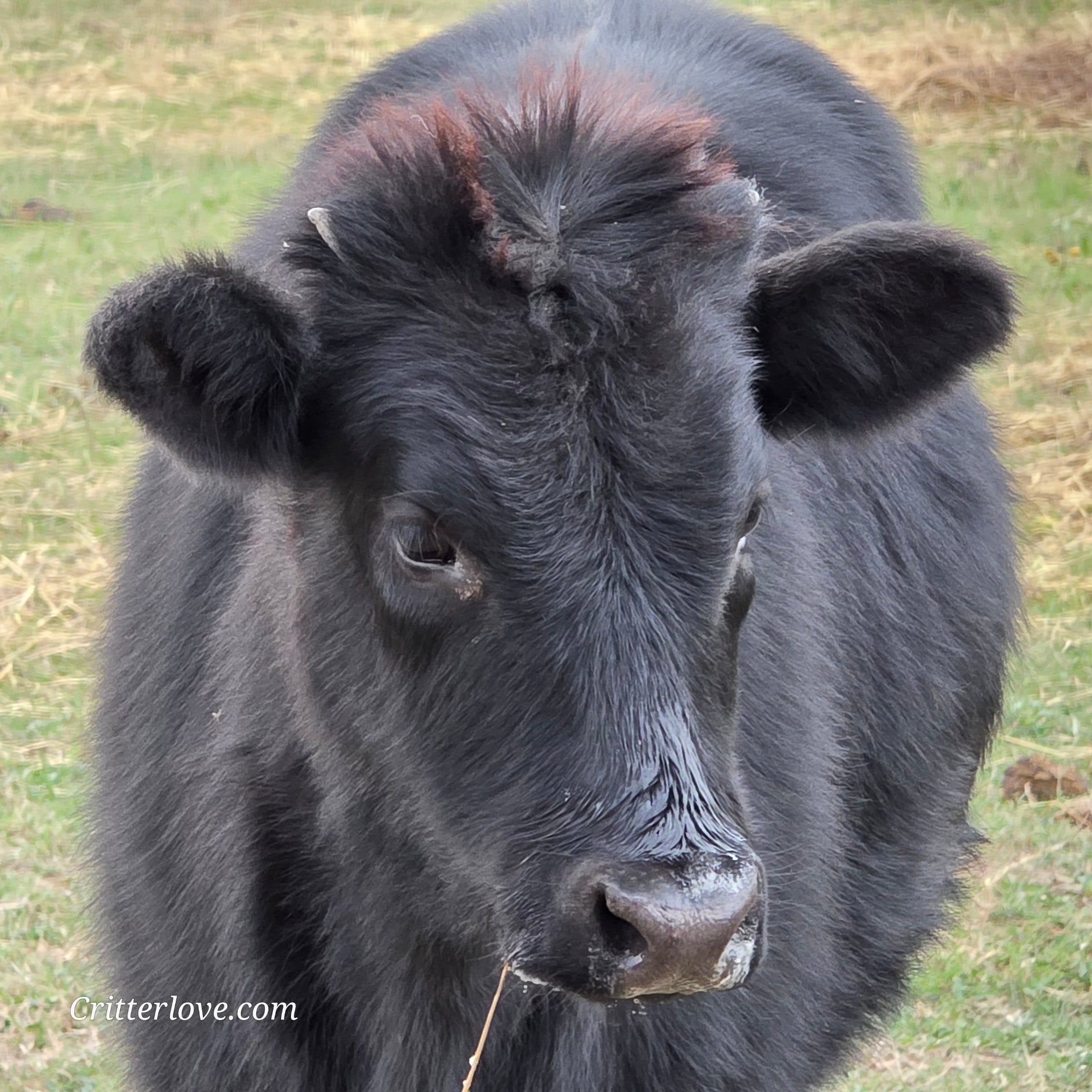 Half-Pint Mini Dexter Cross Heifer