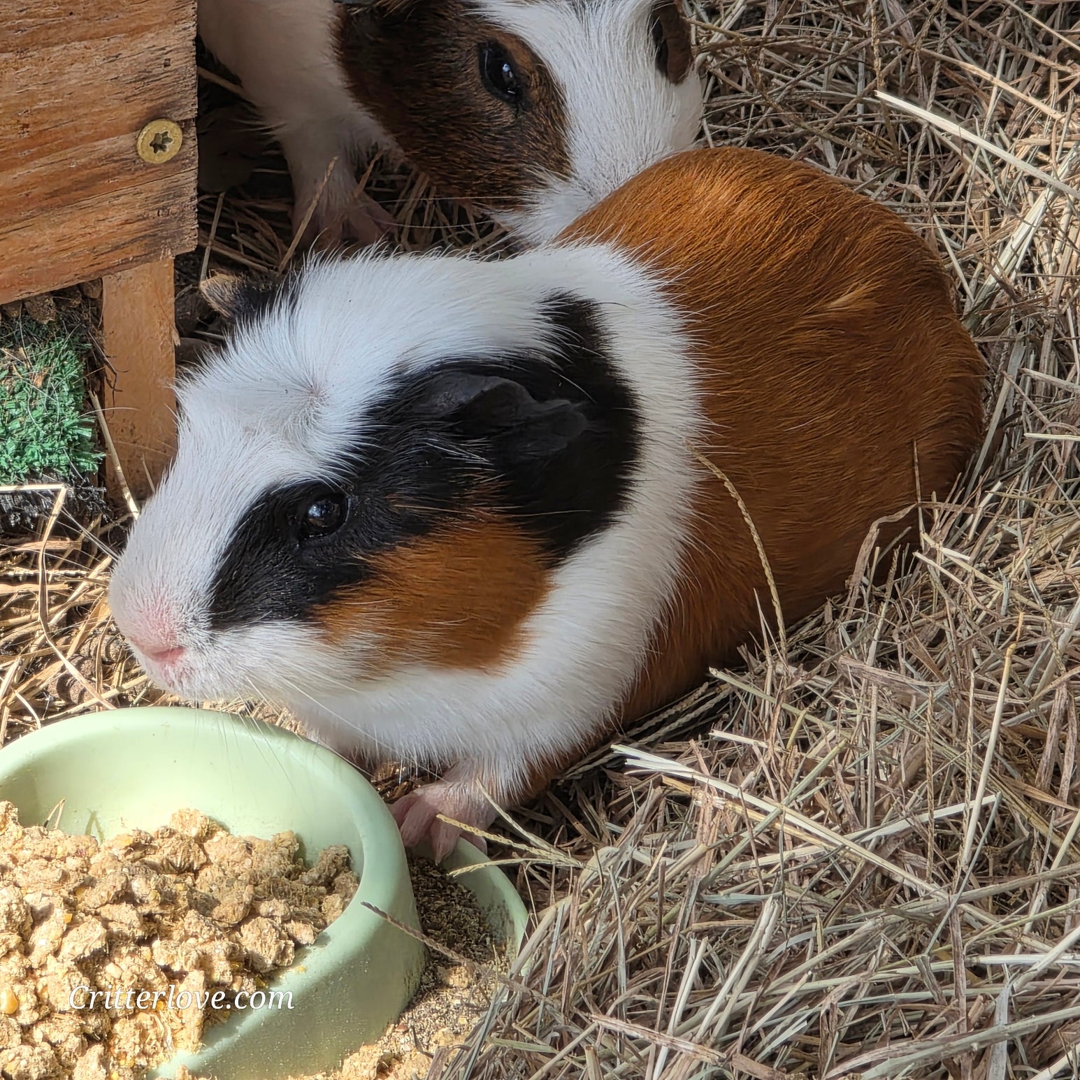 American Guinea Pig Tri-Color