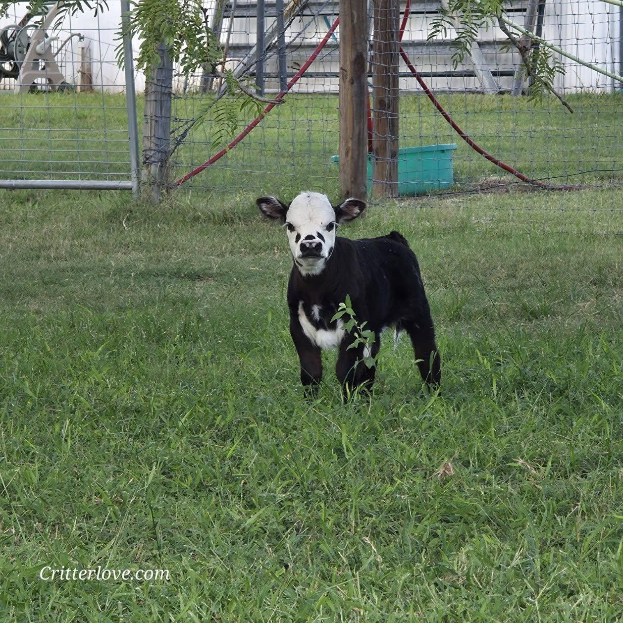 Freckles Bull- Calf