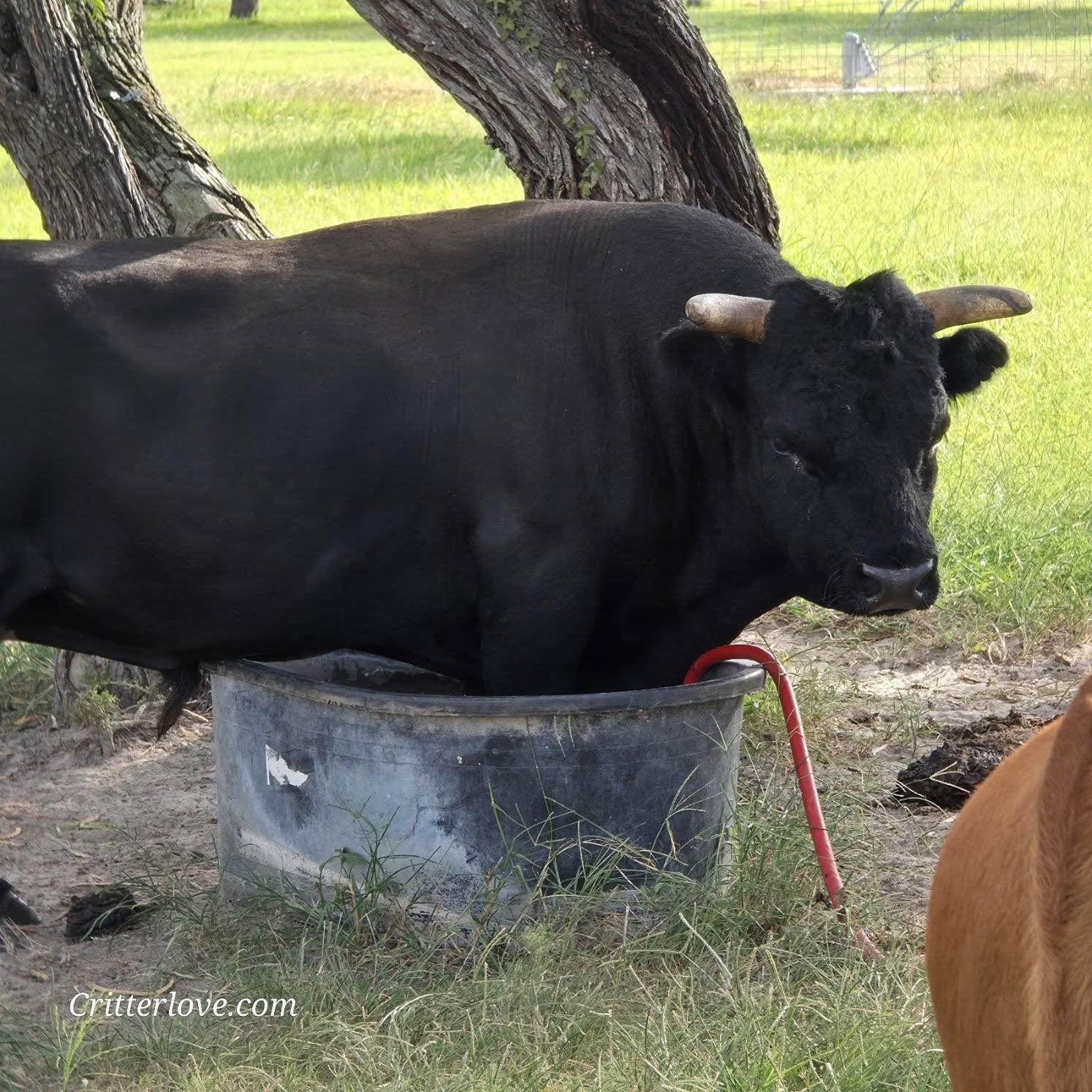 Freckles Bull- Calf