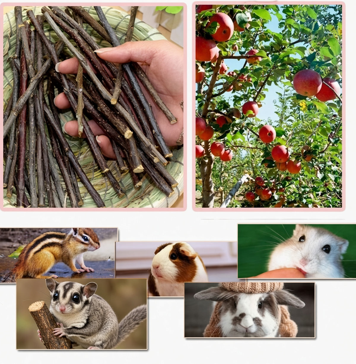 Critter Love® Apple Sticks – Natural Chewing Branches for Small Pets