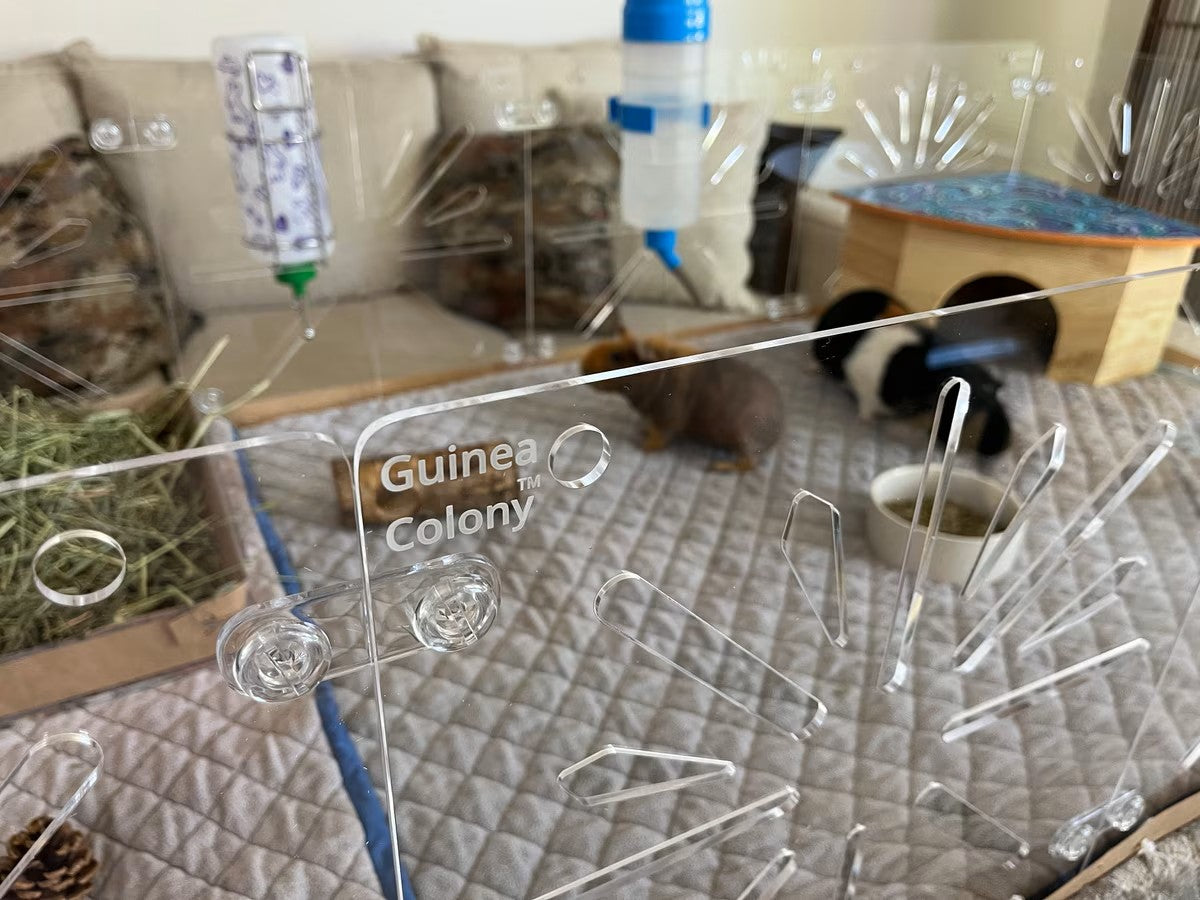 Guinea Pig Colony Habitat