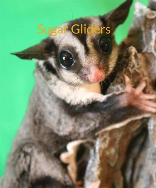 Sugar Glider Care & Information - test