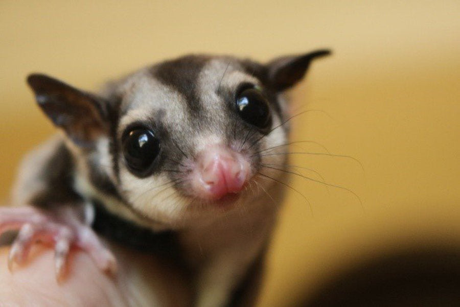 What is a Sugar Glider?
