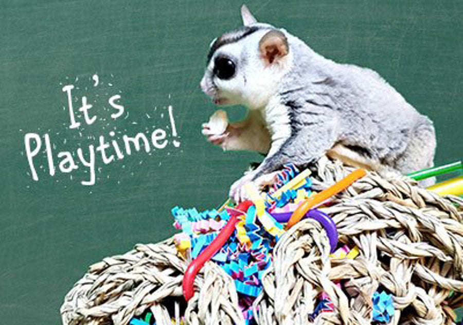 The Importance of Toys & Play for Sugar Gliders