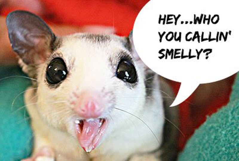 How to Get Rid of Sugar Glider Smell