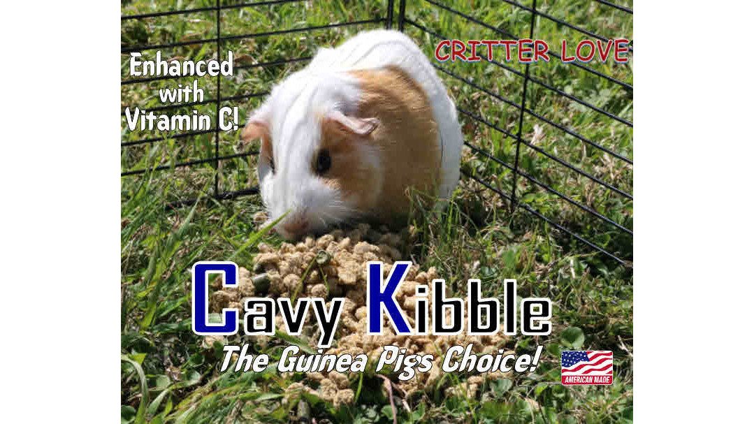 How to Find a Responsible Guinea Pig Breeder