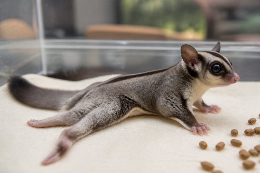 How to Prevent Sugar Glider Hind Leg Paralysis